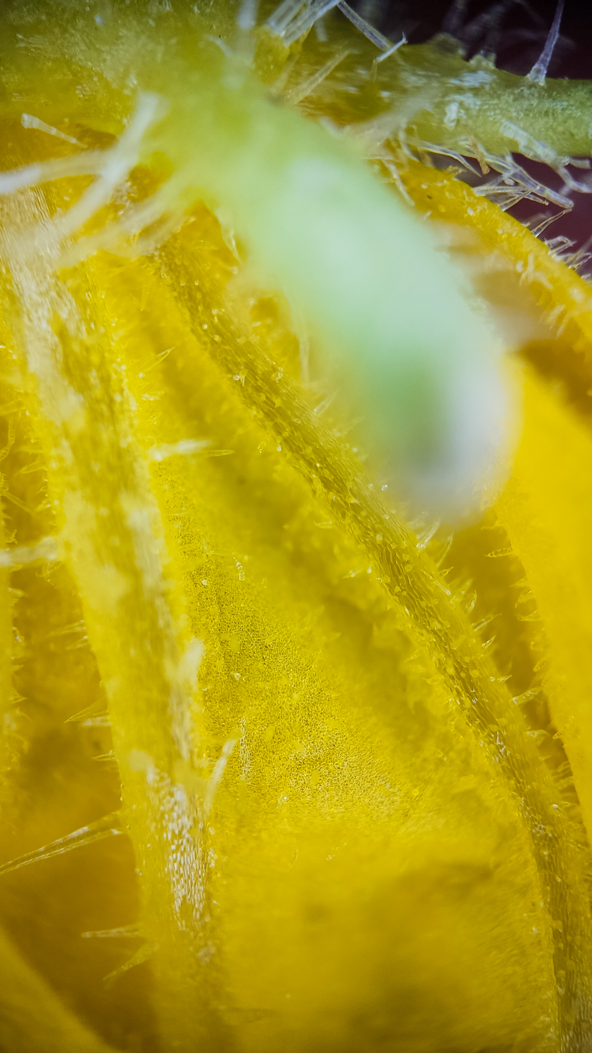 Photo project Let's take a closer look post No. 73. Young cucumber - My, Bloom, Macro photography, Nature, The photo, Cucumbers, Vegetables, Garden, Plants, Longpost