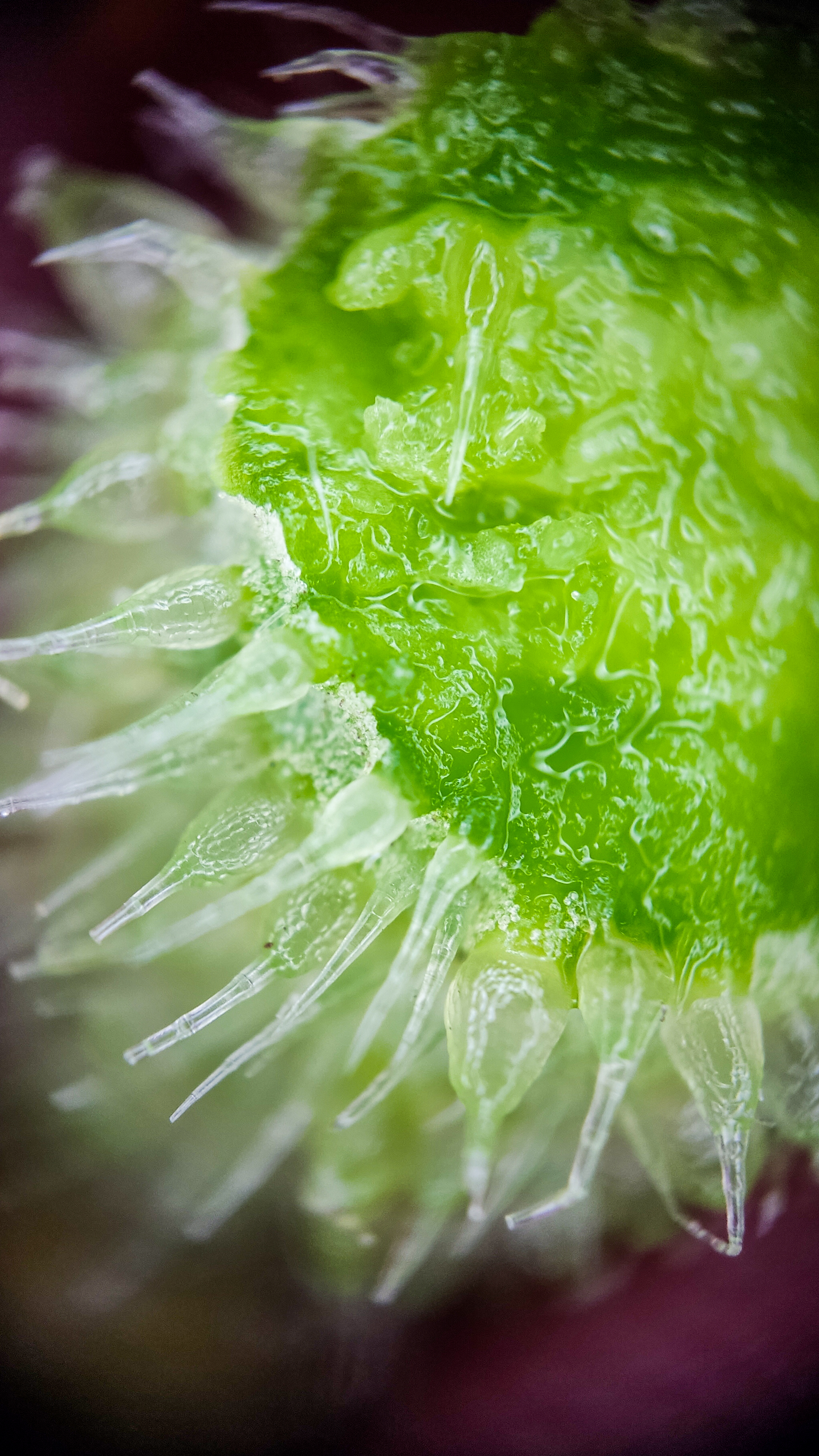 Photo project Let's take a closer look post No. 73. Young cucumber - My, Bloom, Macro photography, Nature, The photo, Cucumbers, Vegetables, Garden, Plants, Longpost