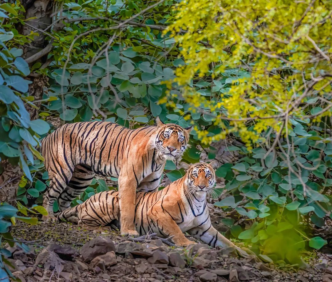 Are you going to film the whole process? - Bengal tiger, Tiger, Big cats, Cat family, Predatory animals, Wild animals, wildlife, National park, India, The photo, Pairing