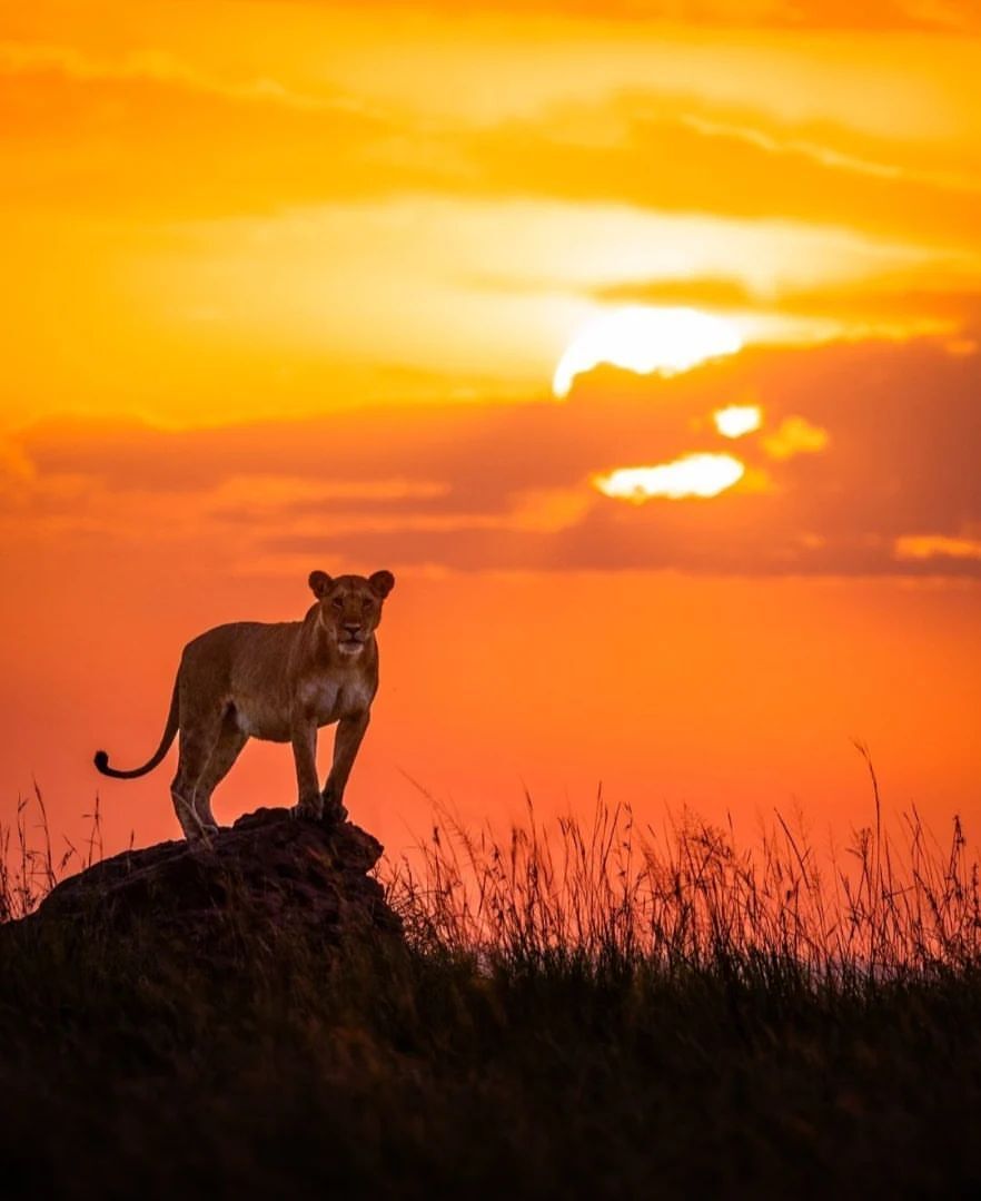 Magical Kenyan sunsets - a lion, Big cats, Cat family, Predatory animals, Wild animals, wildlife, Reserves and sanctuaries, Masai Mara, Africa, The photo, Sunset, The sun, Longpost