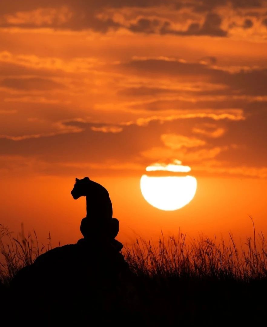 Magical Kenyan sunsets - a lion, Big cats, Cat family, Predatory animals, Wild animals, wildlife, Reserves and sanctuaries, Masai Mara, Africa, The photo, Sunset, The sun, Longpost