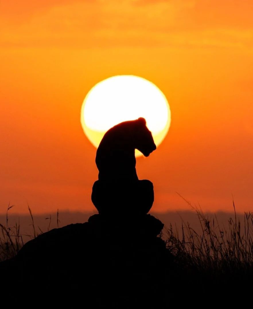 Magical Kenyan sunsets - a lion, Big cats, Cat family, Predatory animals, Wild animals, wildlife, Reserves and sanctuaries, Masai Mara, Africa, The photo, Sunset, The sun, Longpost