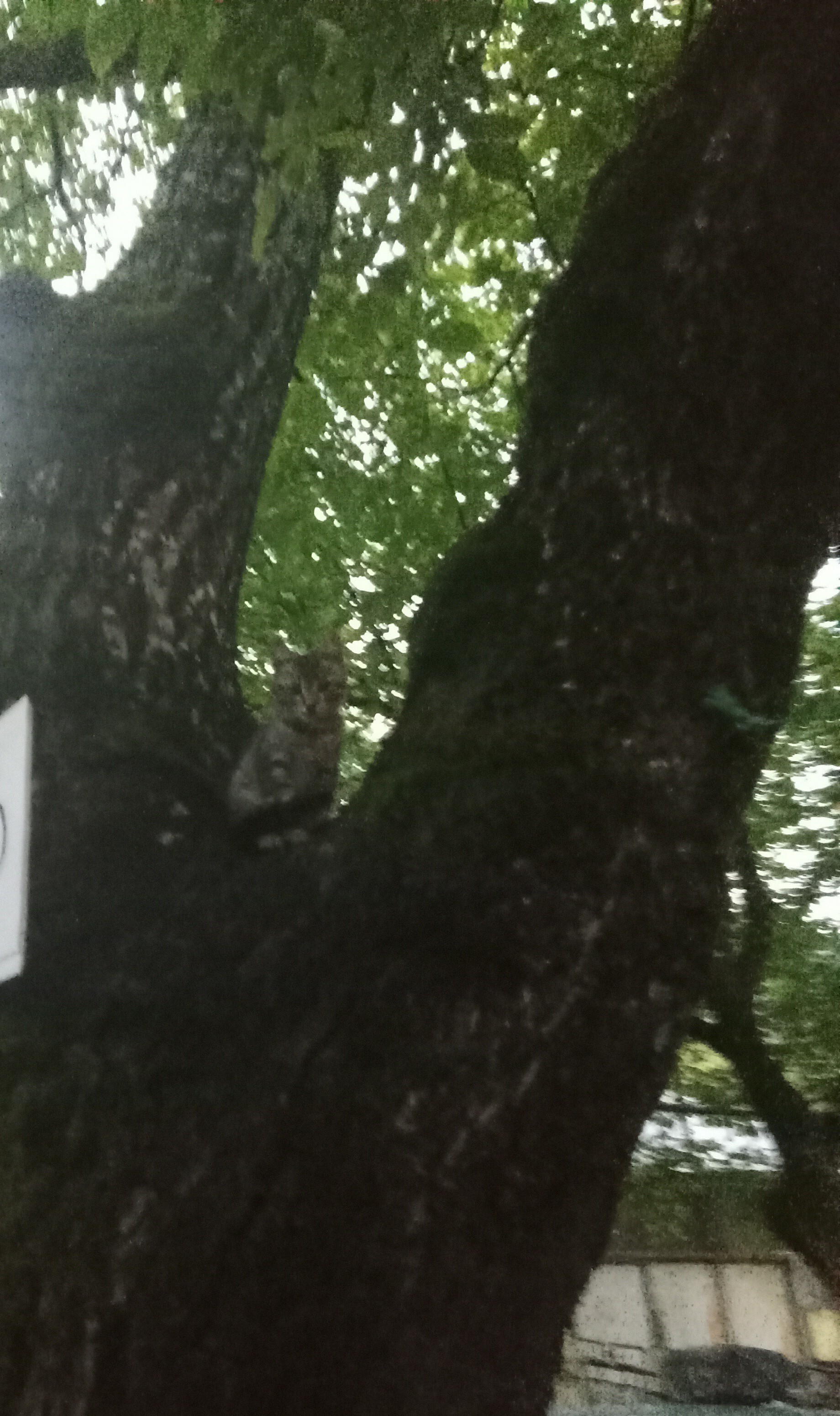 Cat on a tree (this is his hiding place) - My, cat, Kittens, Grey, Pet the cat, Fluffy, Longpost