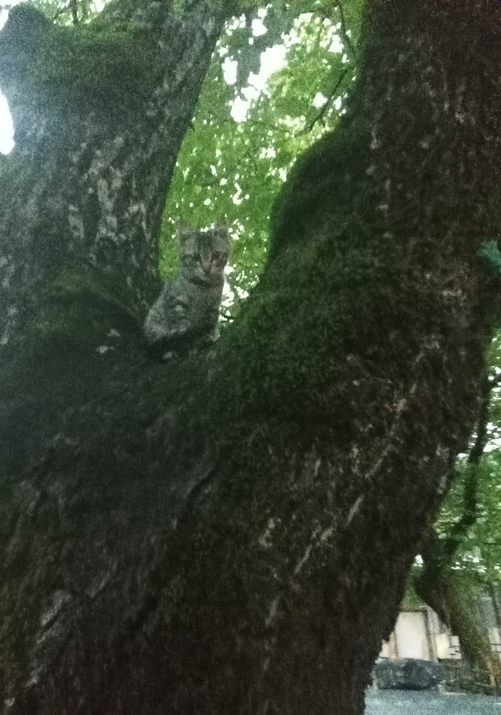 Cat on a tree (this is his hiding place) - My, cat, Kittens, Grey, Pet the cat, Fluffy, Longpost