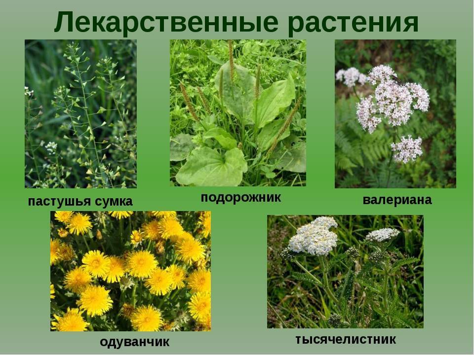 Alternative (folk) methods and recipes for healing the body - ethnoscience, Alternative medicine, VKontakte (link), Longpost