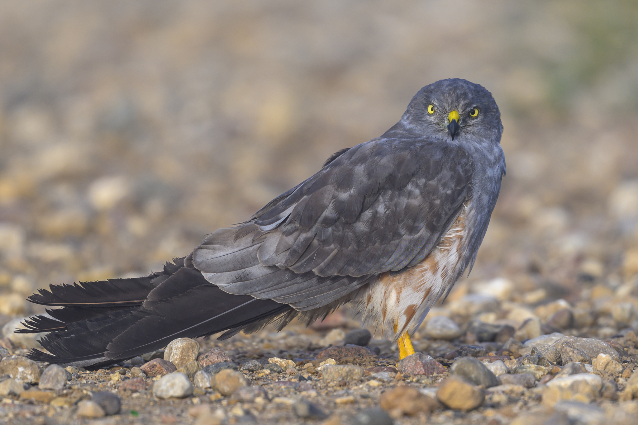 Meadow Harrier - My, Photo hunting, Birds, The photo, Ornithology, Wild animals, Video, Video VK