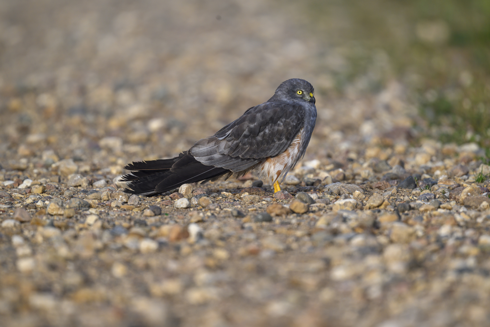 Meadow Harrier - My, Photo hunting, Birds, The photo, Ornithology, Wild animals, Video, Video VK