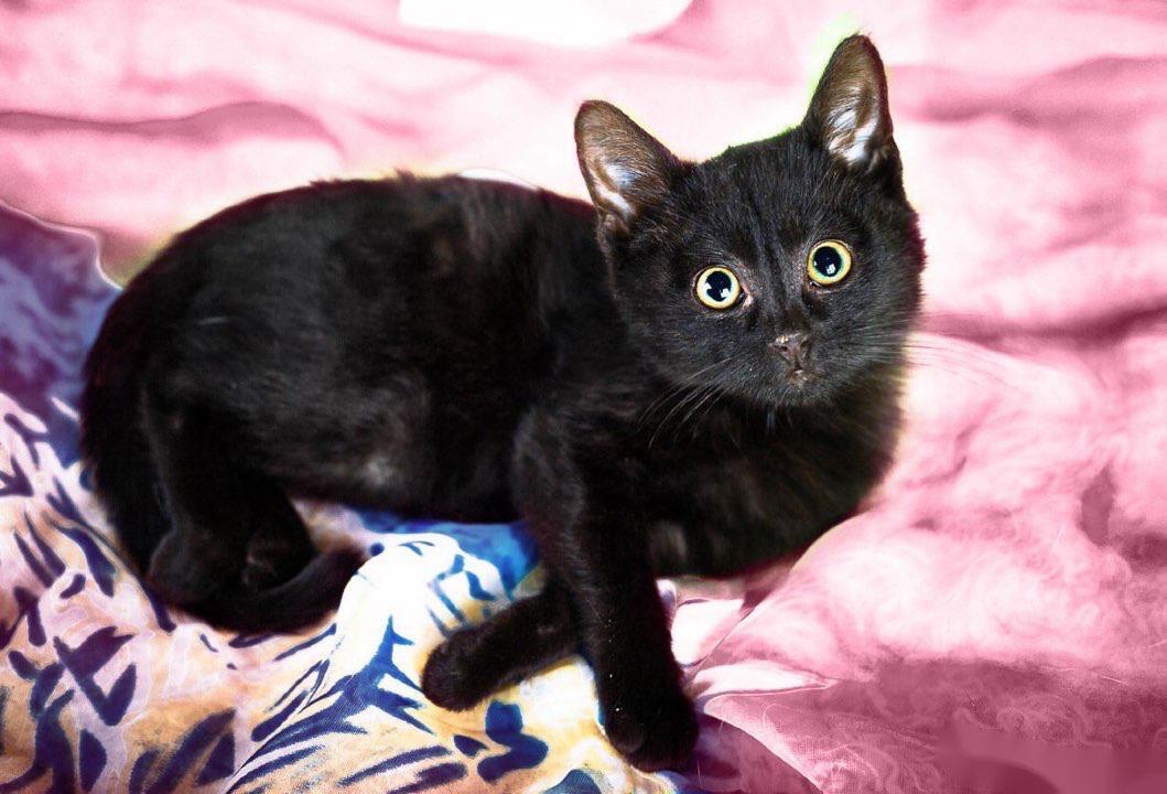 Kitten Bagheera, a slender little girl in a black fur coat, in good hands - Shelter, In good hands, Homeless animals, Overexposure, cat, Black cat, Tricolor cat, Volunteering, Is free, Cat lovers, Longpost