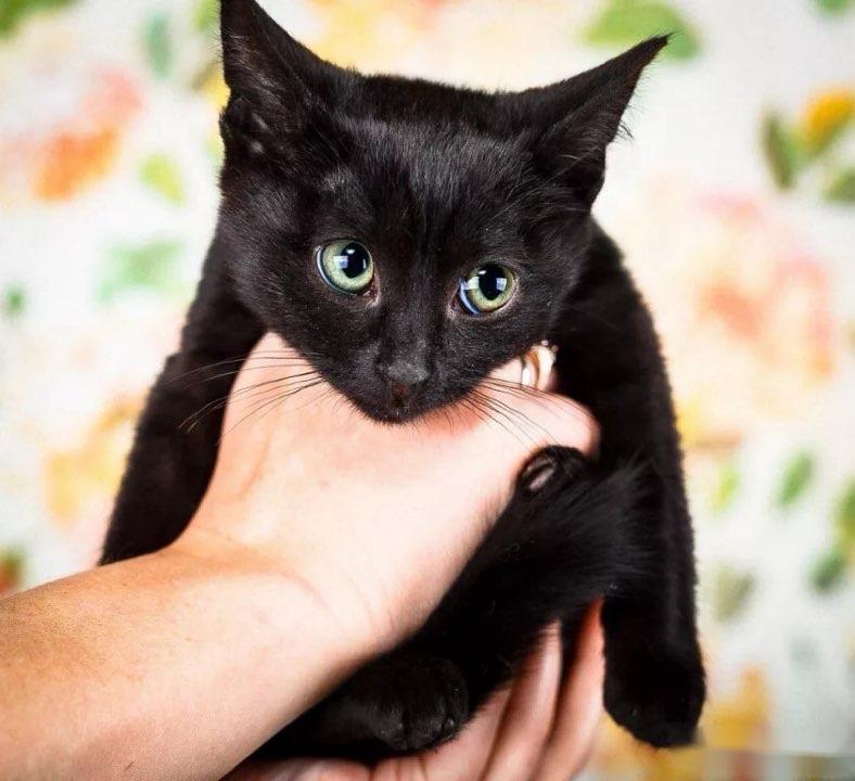 Kitten Bagheera, a slender little girl in a black fur coat, in good hands - Shelter, In good hands, Homeless animals, Overexposure, cat, Black cat, Tricolor cat, Volunteering, Is free, Cat lovers, Longpost