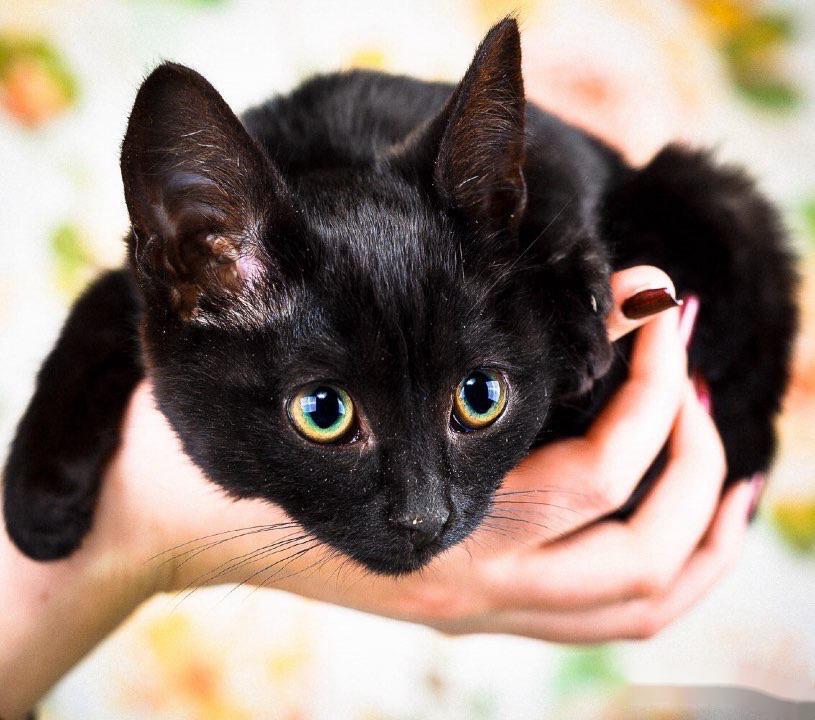 Kitten Bagheera, a slender little girl in a black fur coat, in good hands - Shelter, In good hands, Homeless animals, Overexposure, cat, Black cat, Tricolor cat, Volunteering, Is free, Cat lovers, Longpost