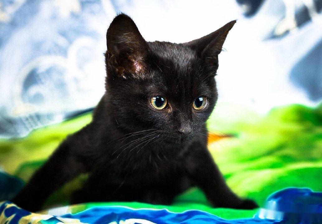 Kitten Bagheera, a slender little girl in a black fur coat, in good hands - Shelter, In good hands, Homeless animals, Overexposure, cat, Black cat, Tricolor cat, Volunteering, Is free, Cat lovers, Longpost