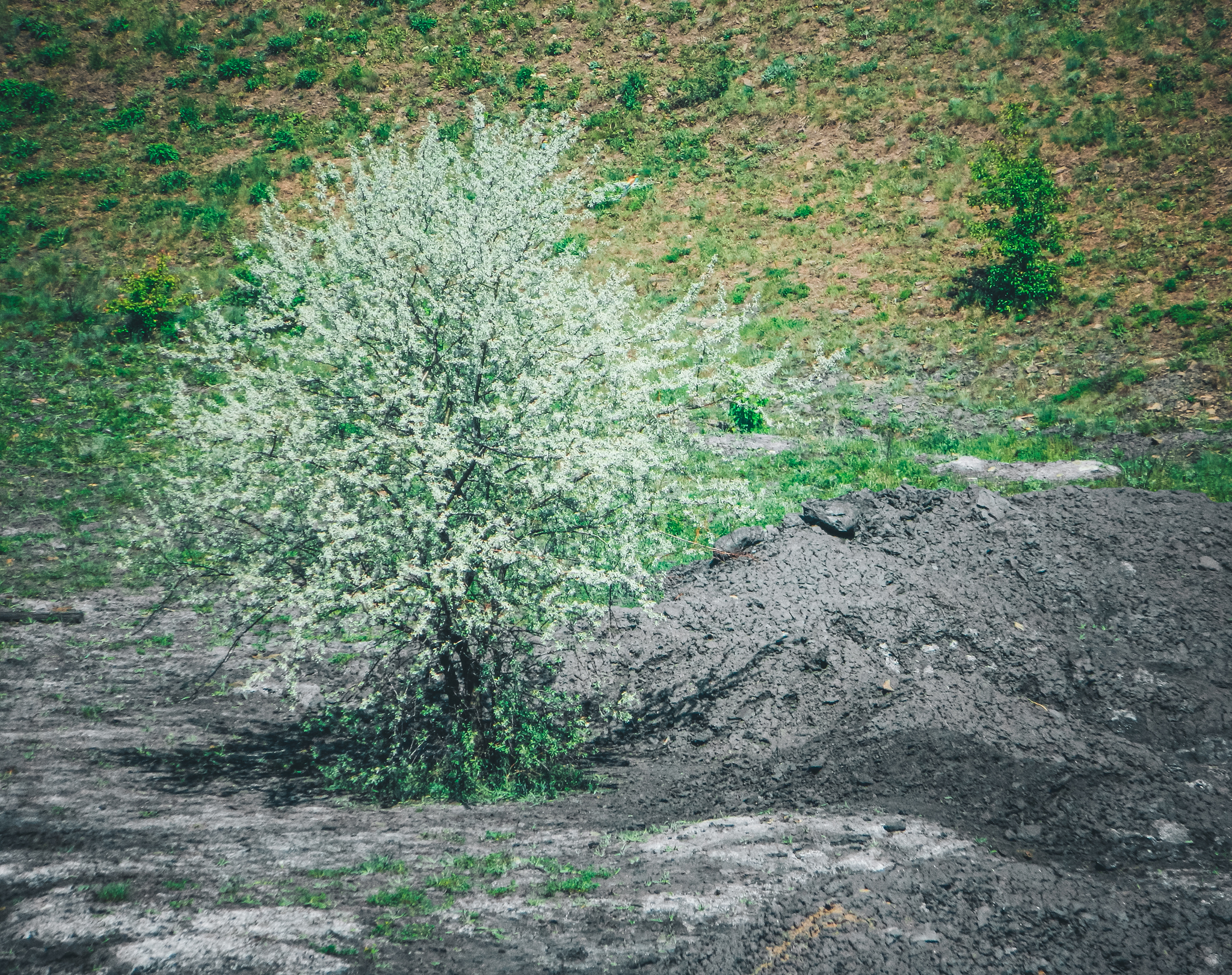 Natural - My, The photo, Anthracite, Nikon d3100, Greenery, The rocks, Longpost