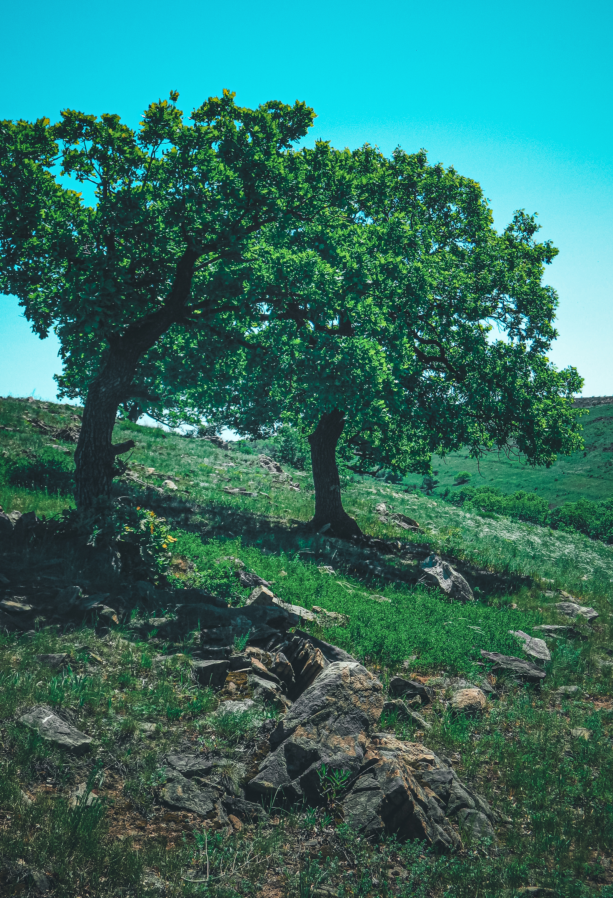 Natural - My, The photo, Anthracite, Nikon d3100, Greenery, The rocks, Longpost