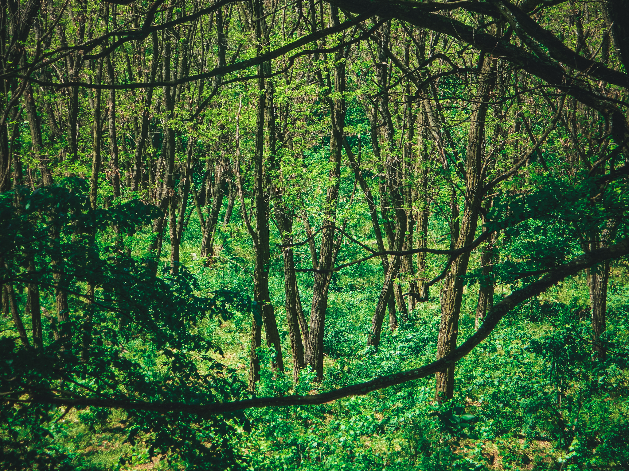 Natural - My, The photo, Anthracite, Nikon d3100, Greenery, The rocks, Longpost