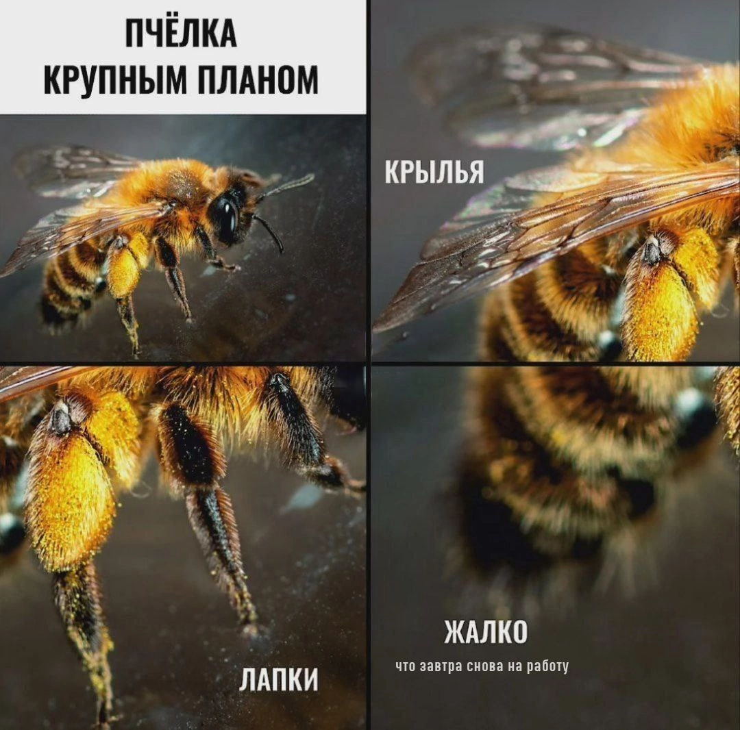 Bee - Bees, Scheme, Insects, Macro photography, Picture with text, Humor, Wordplay