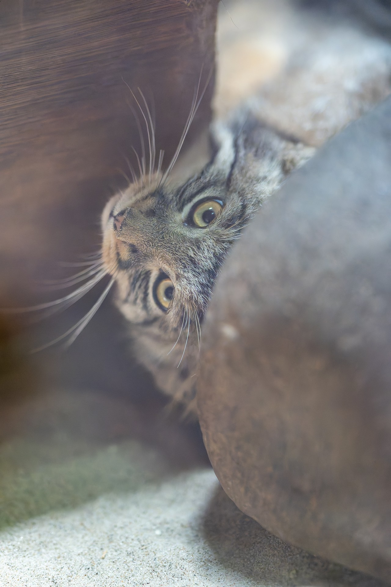 Eat? - Pallas' cat, Young, Predatory animals, Cat family, Zoo, Wild animals, Small cats