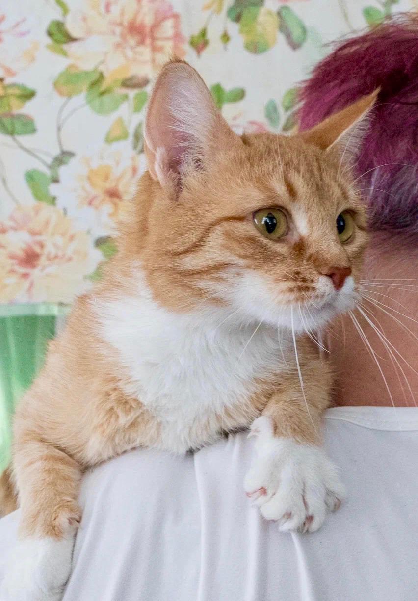 Red cat Margot is in good hands - My, Shelter, In good hands, Homeless animals, cat, Overexposure, Redheads, Volunteering, Is free, Cat lovers, Longpost