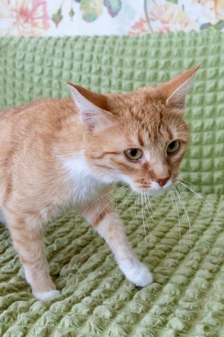 Red cat Margot is in good hands - My, Shelter, In good hands, Homeless animals, cat, Overexposure, Redheads, Volunteering, Is free, Cat lovers, Longpost