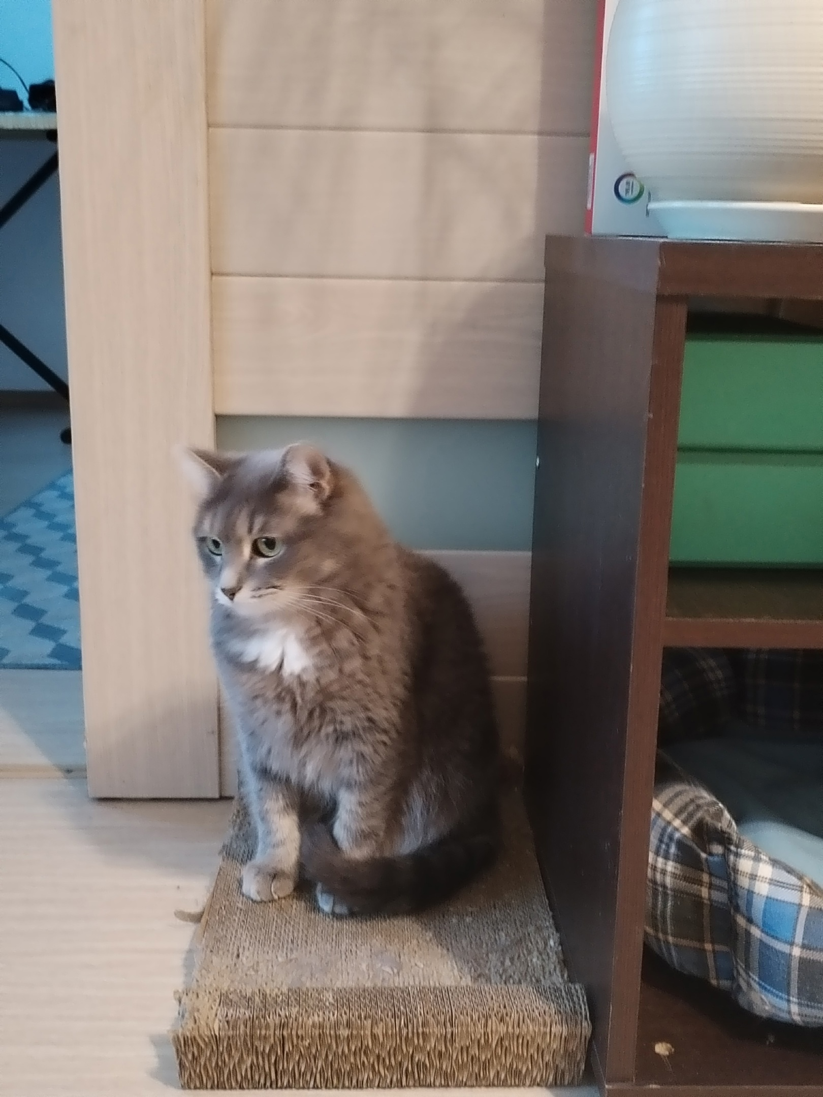 Continuation of the post “Yuchi the cat who defeated FIP” - My, Chelyabinsk, cat, Paws, Infectious peritonitis of cats, Treatment, Veterinary, Reply to post, Longpost