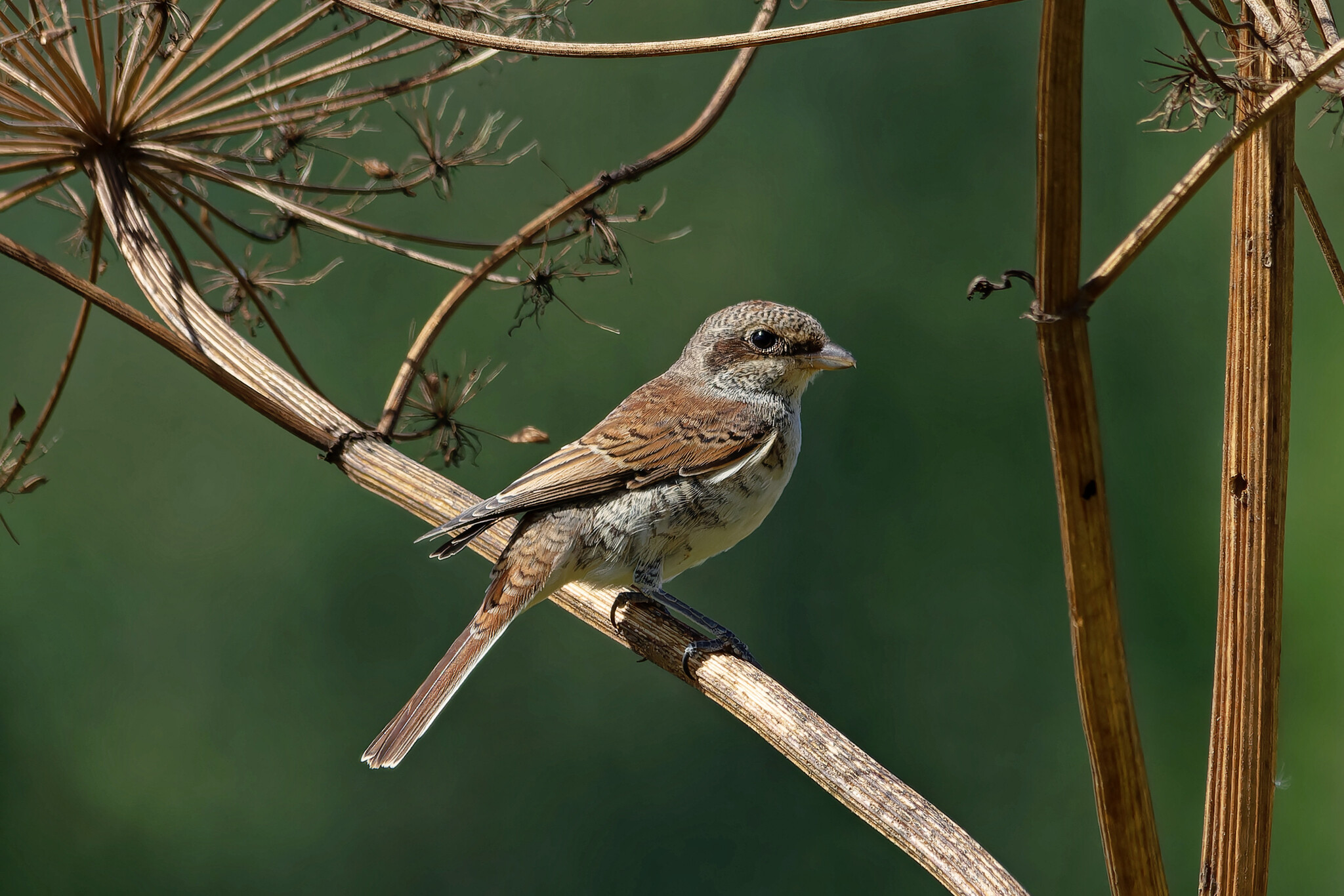 Duma Dumas - My, Photo hunting, The nature of Russia, Bird watching, Predator birds, Nature, Summer, Ornithology, wildlife, Walk, Hobby