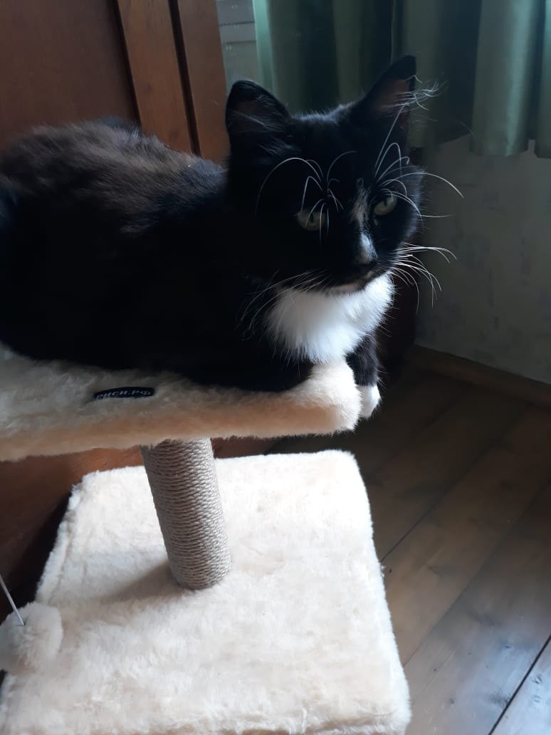 743 tail has found its home. Kisulya Sonya went from gardening to a new home - My, cat, Animal Rescue, Found a home, Vertical video, Post #11637635, Pick-up headphones, Video, Longpost