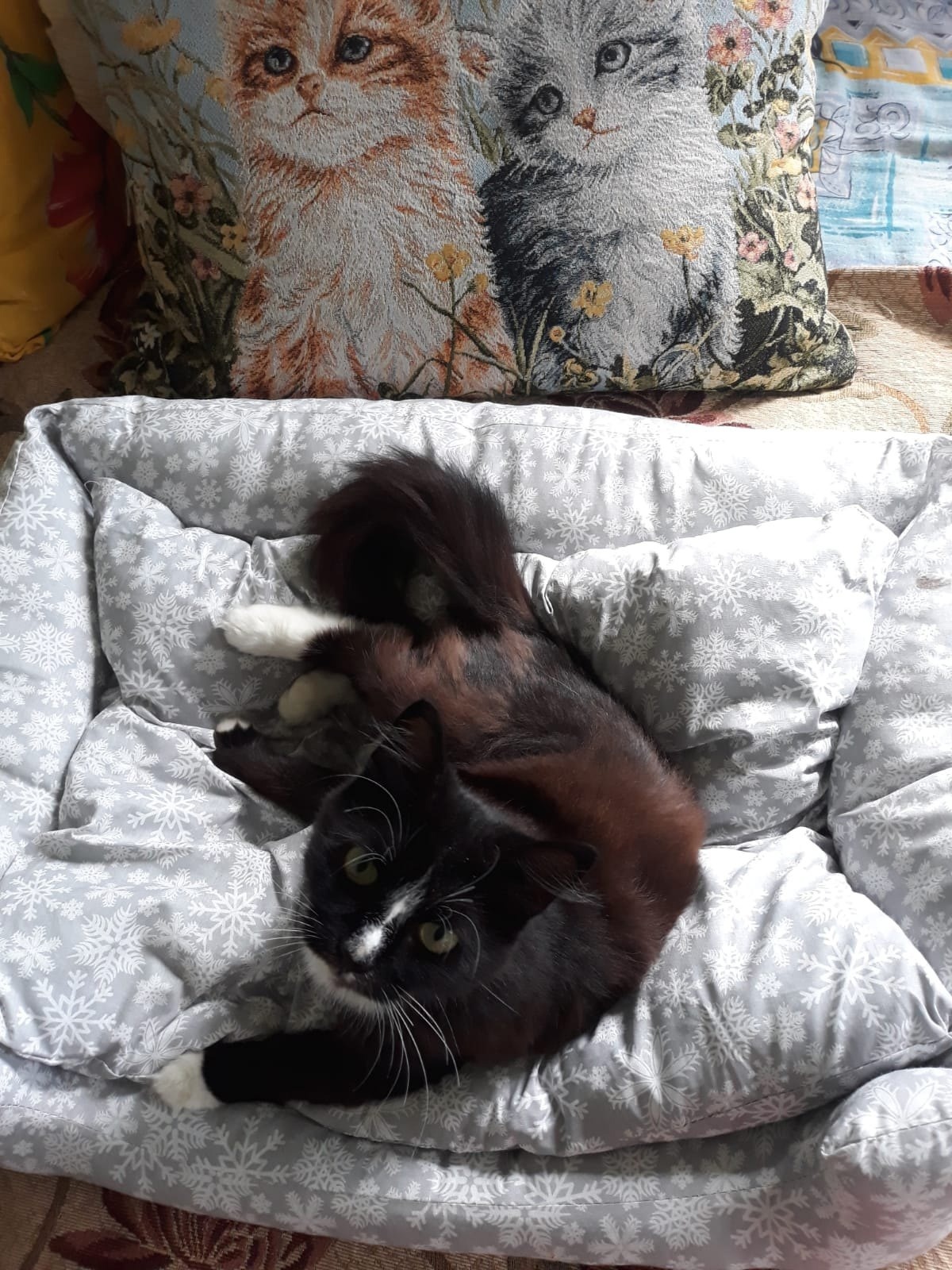 743 tail has found its home. Kisulya Sonya went from gardening to a new home - My, cat, Animal Rescue, Found a home, Vertical video, Post #11637635, Pick-up headphones, Video, Longpost