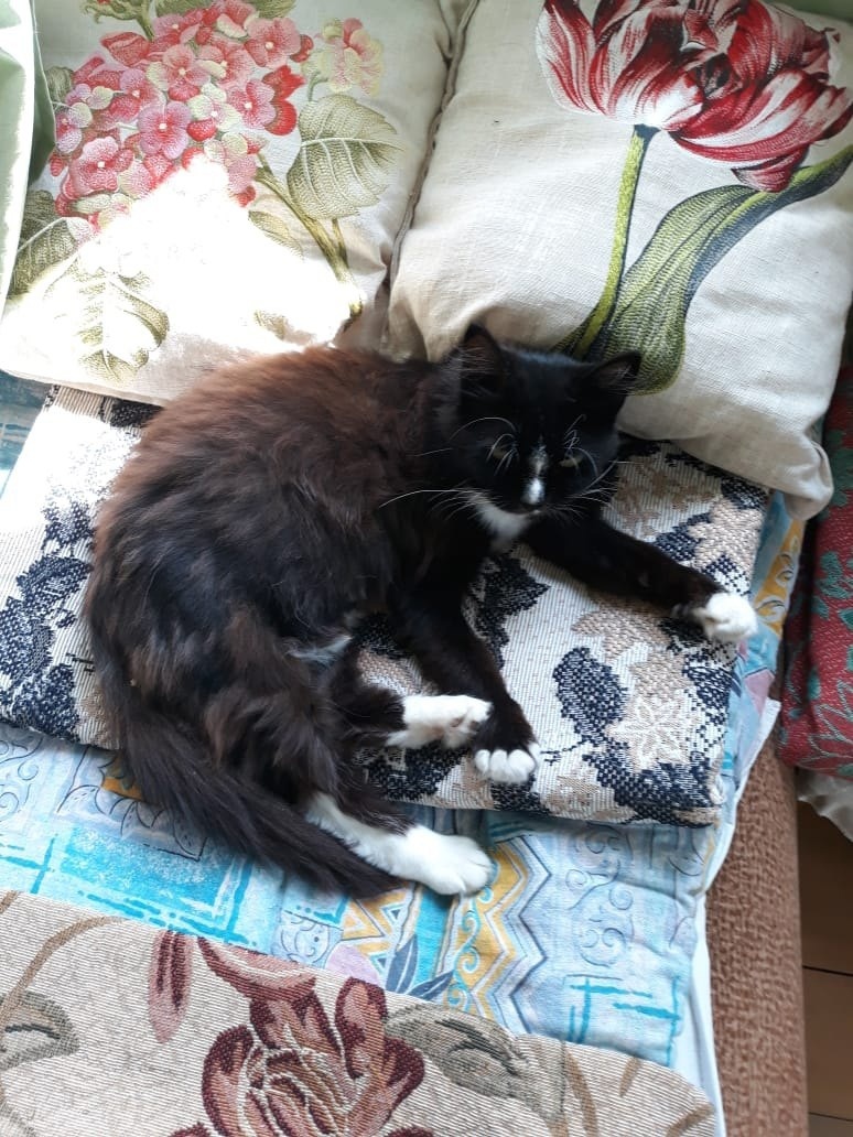 743 tail has found its home. Kisulya Sonya went from gardening to a new home - My, cat, Animal Rescue, Found a home, Vertical video, Post #11637635, Pick-up headphones, Video, Longpost