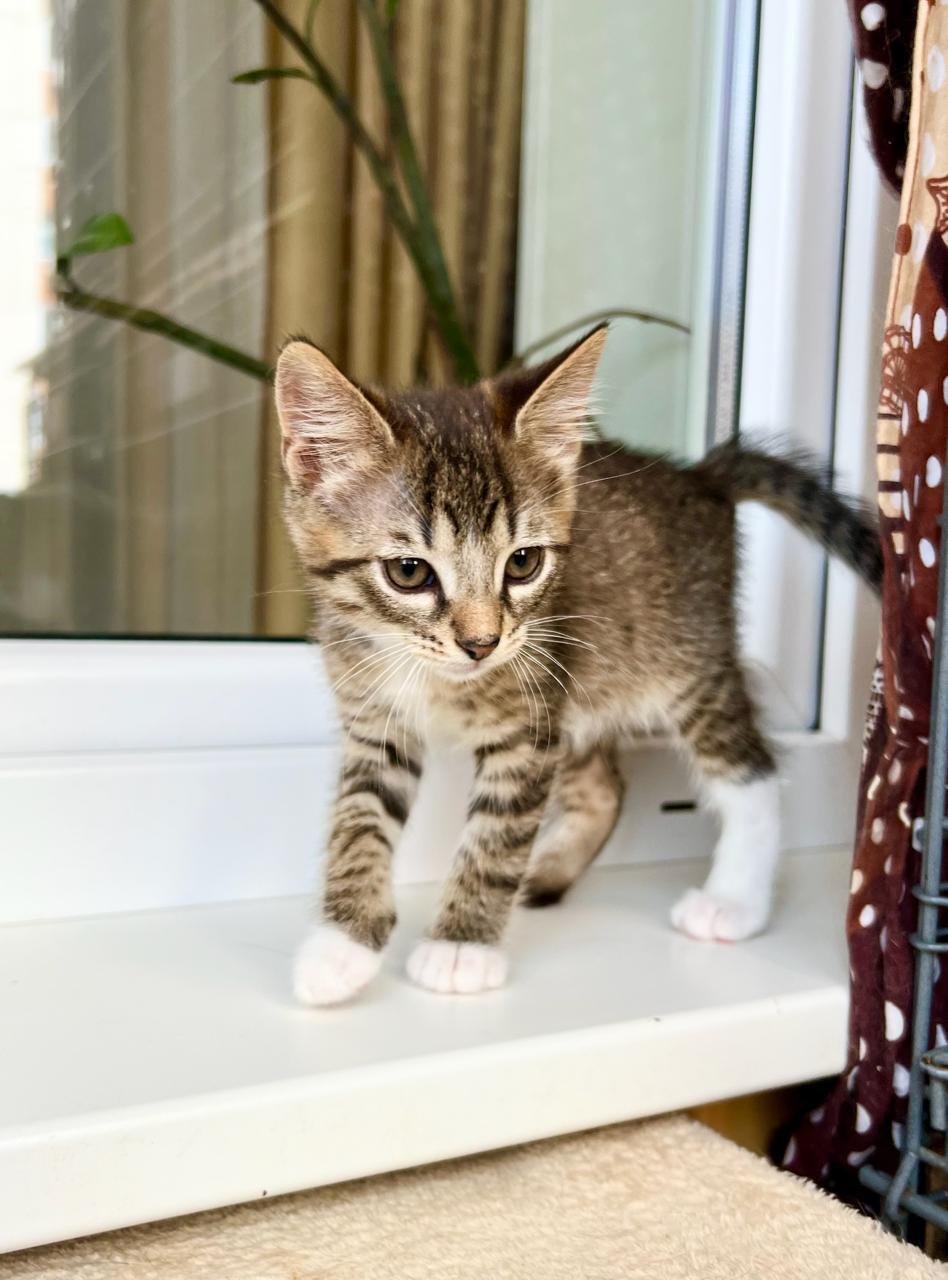 Kitten as a gift - baby Muffin - My, Shelter, Homeless animals, In good hands, cat, Is free, Kittens, Cat lovers, Tricolor cat, Volunteering, Longpost