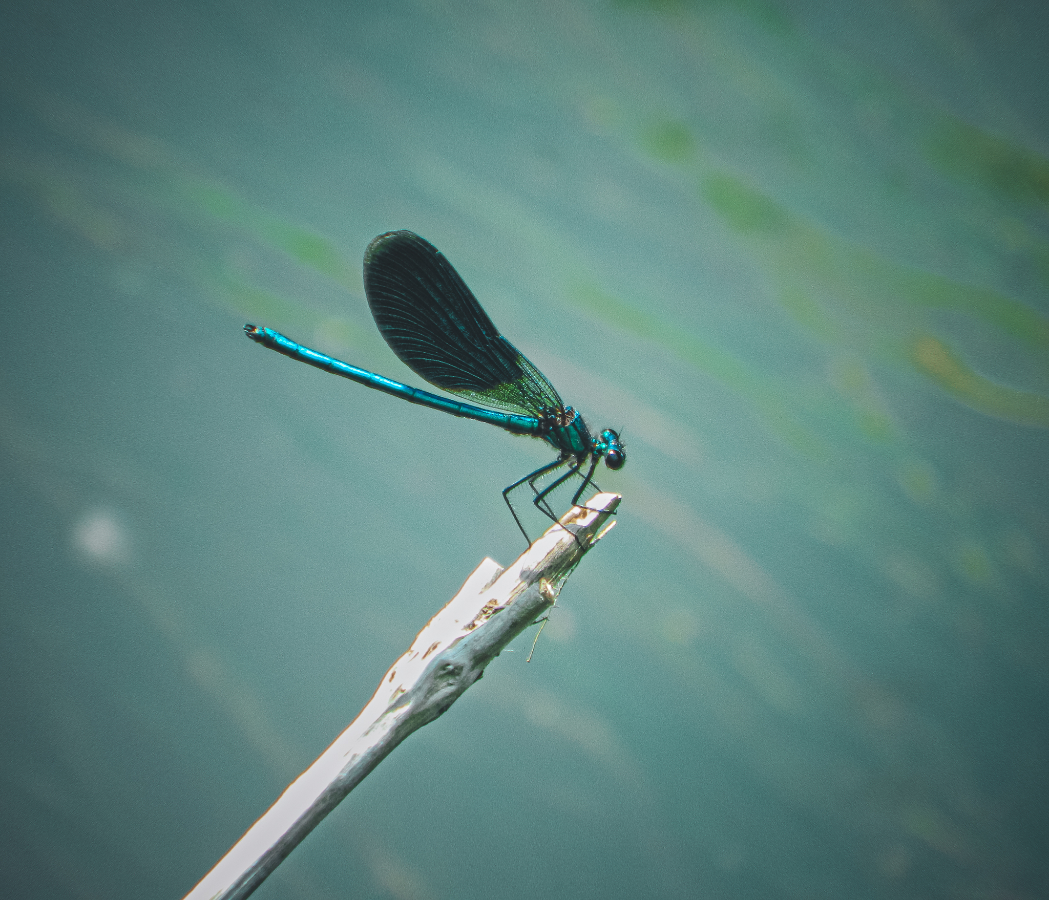 Dragonfly - My, The photo, Anthracite, Greenery, The rocks, Dragonfly, Summer, Longpost