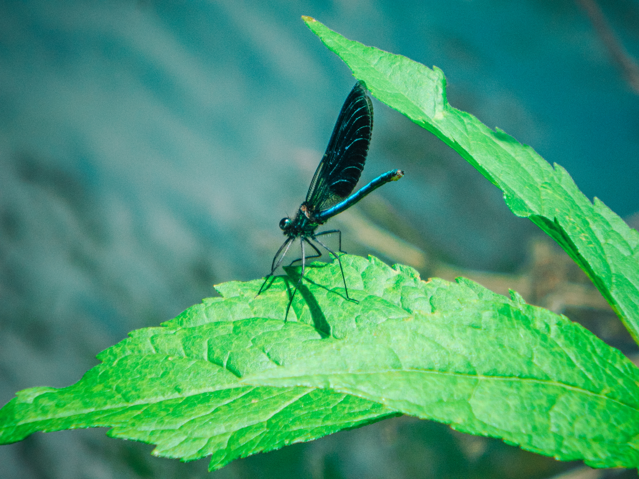 Dragonfly - My, The photo, Anthracite, Greenery, The rocks, Dragonfly, Summer, Longpost