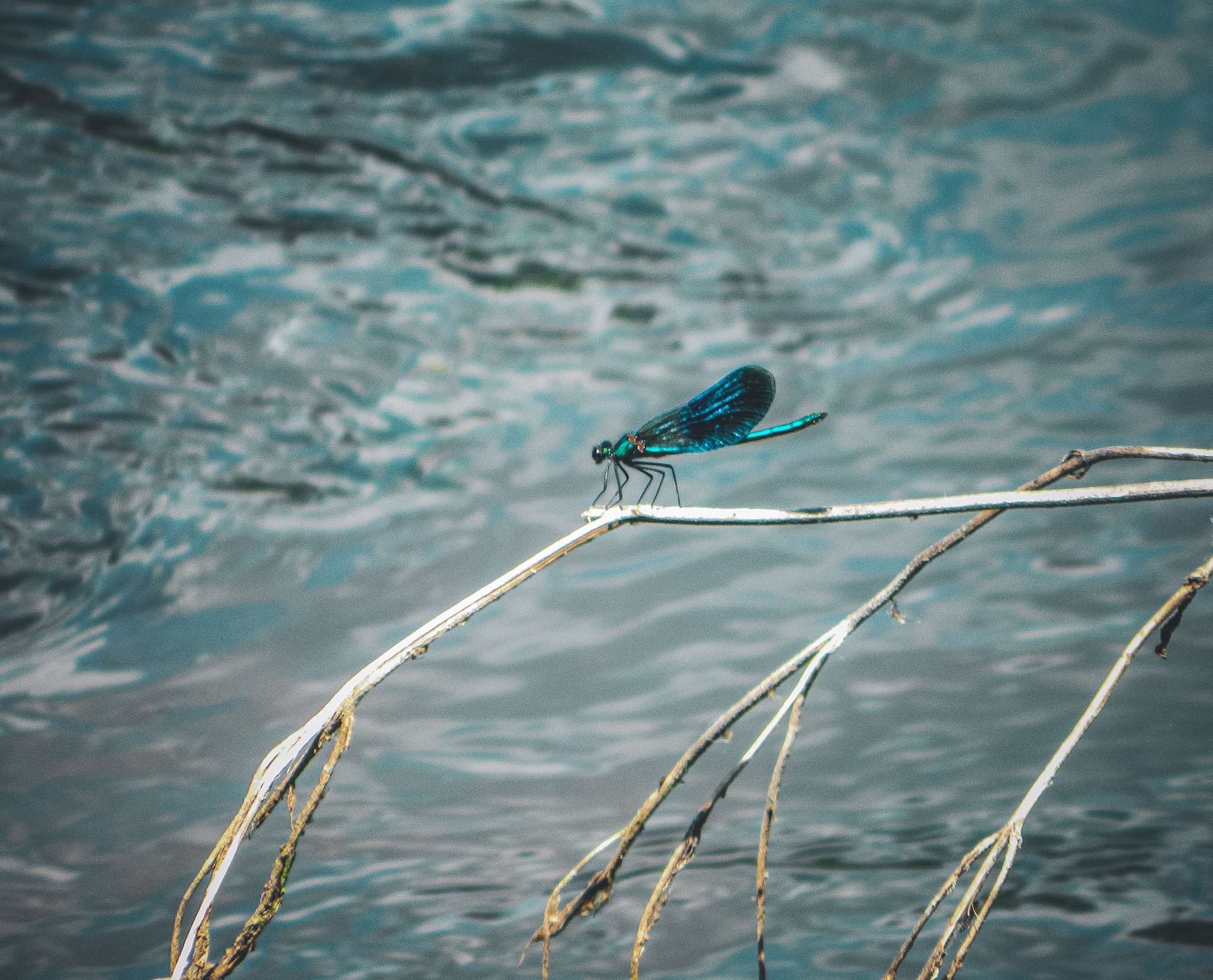 Dragonfly - My, The photo, Anthracite, Greenery, The rocks, Dragonfly, Summer, Longpost