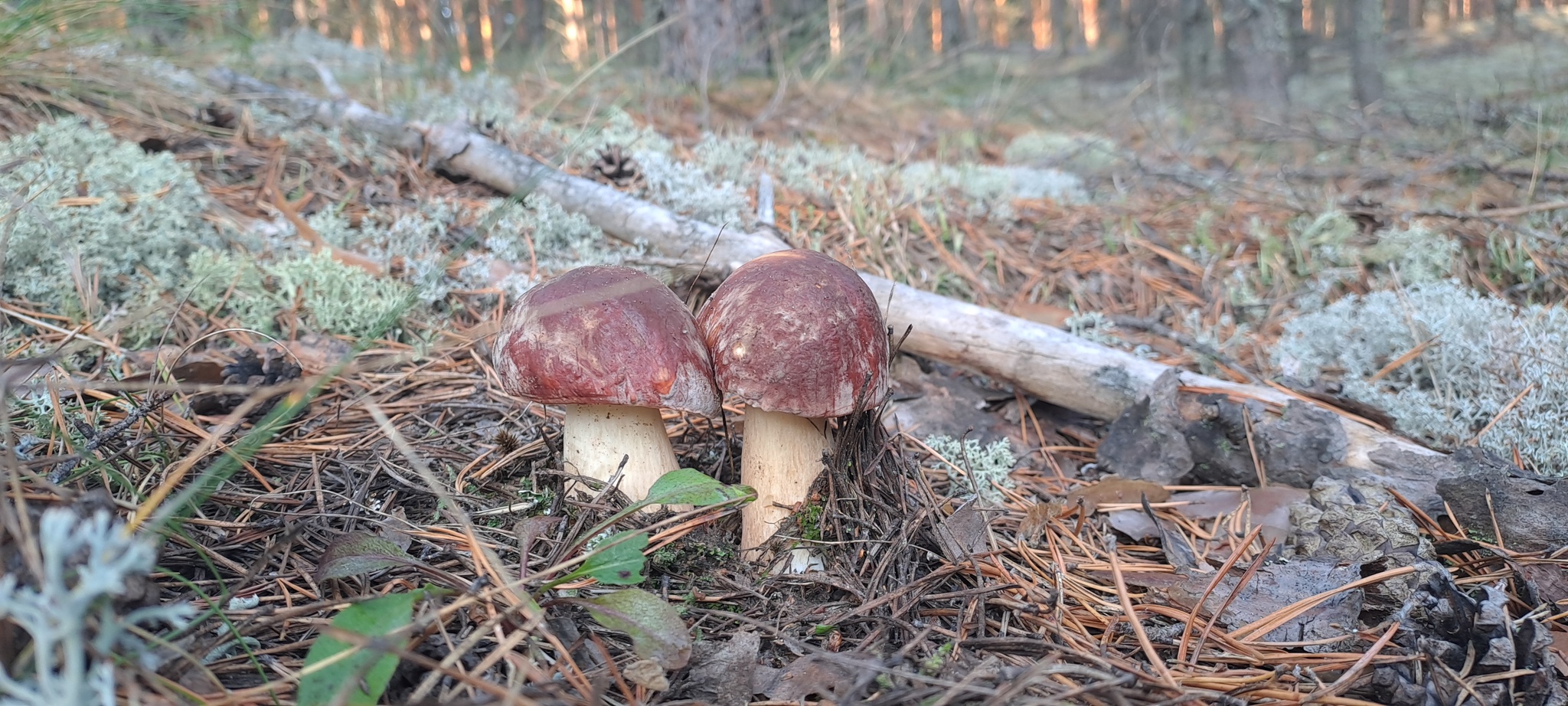 Mushroom time - My, Mushrooms, Forest, Longpost