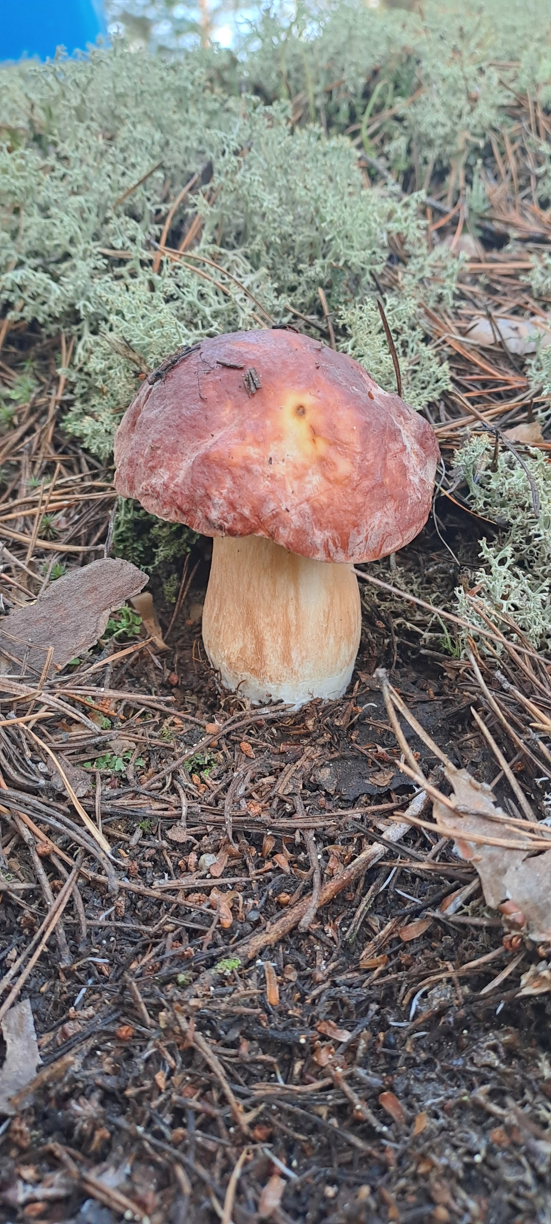 Mushroom time - My, Mushrooms, Forest, Longpost