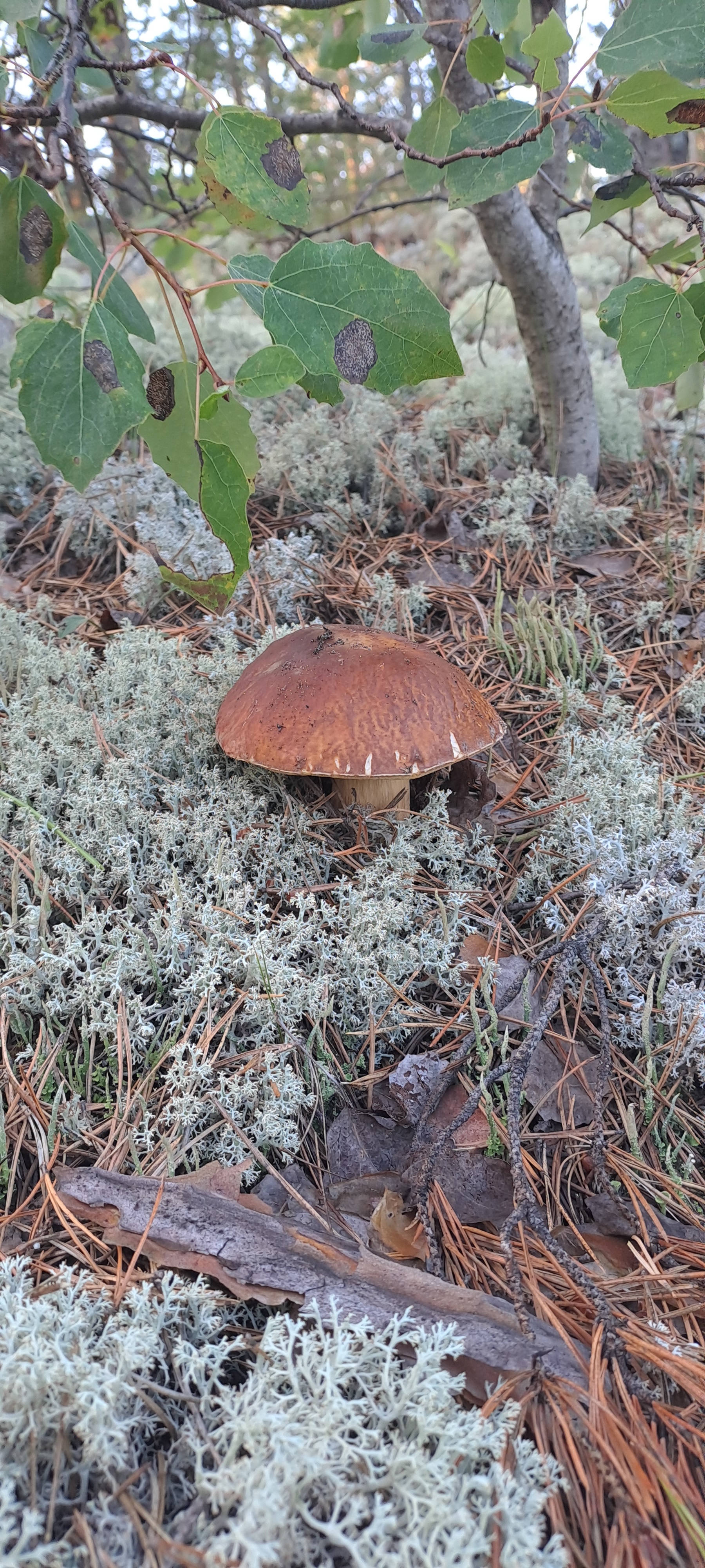 Mushroom time - My, Mushrooms, Forest, Longpost