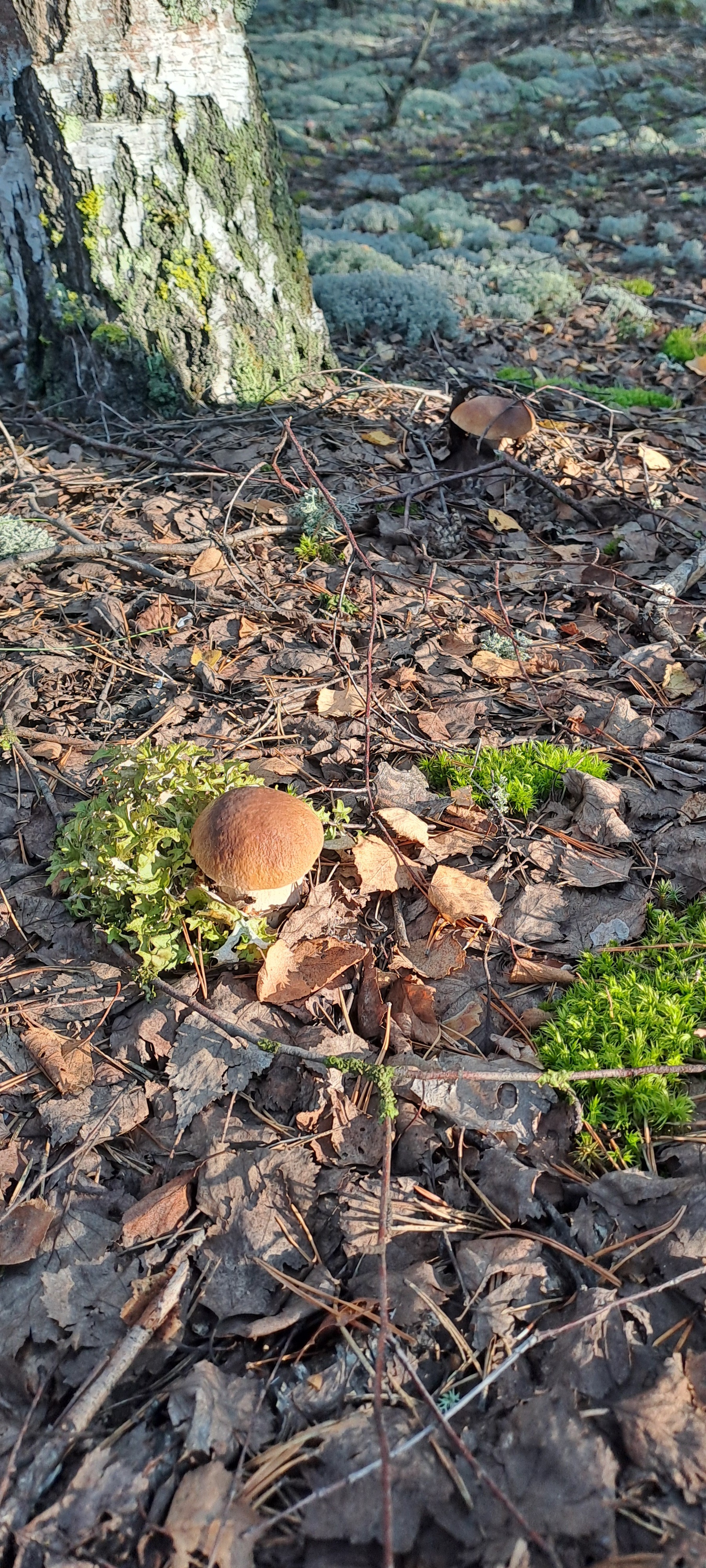 Mushroom time - My, Mushrooms, Forest, Longpost