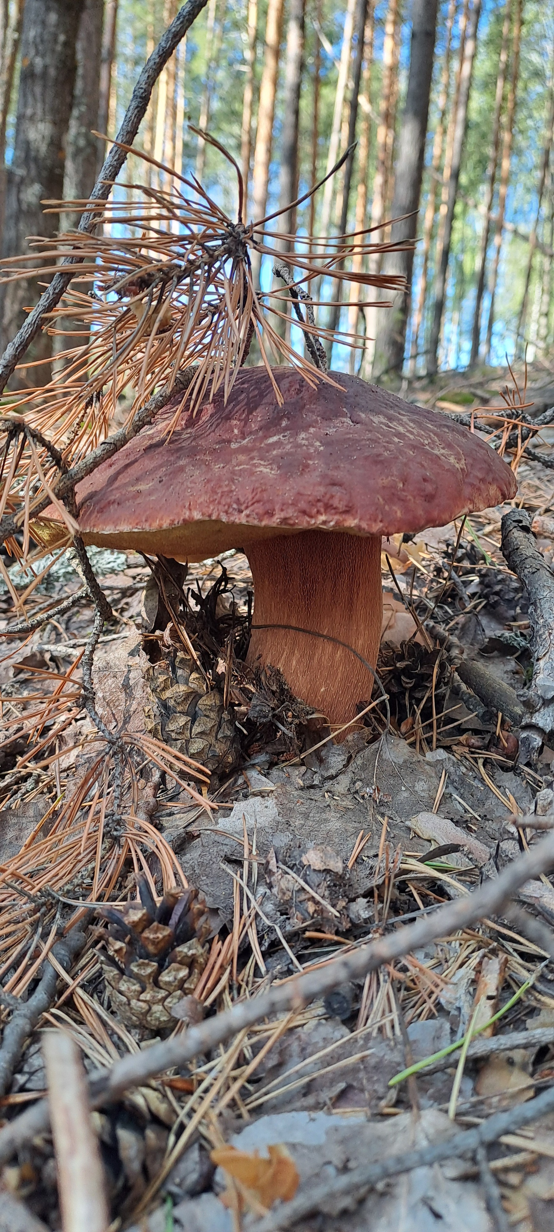 Mushroom time - My, Mushrooms, Forest, Longpost