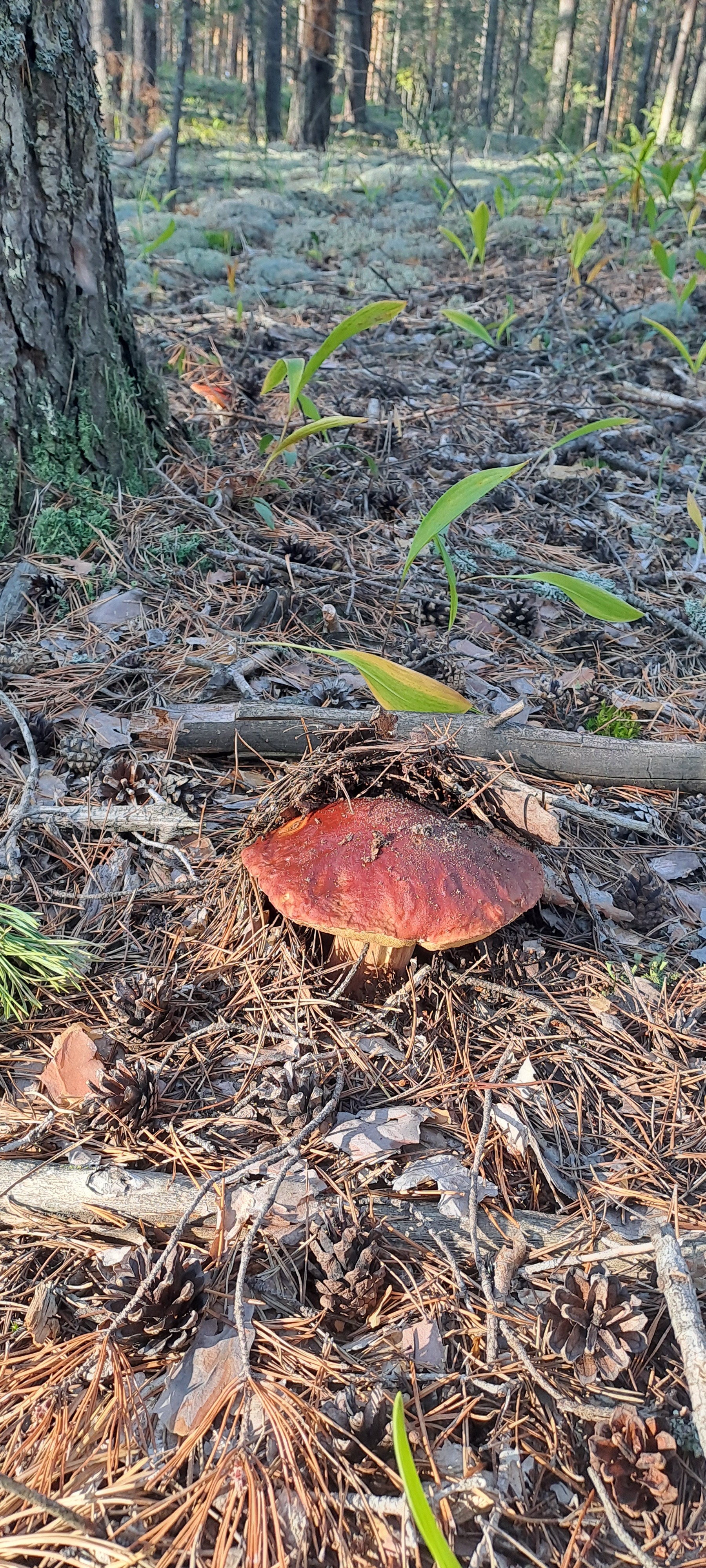 Mushroom time - My, Mushrooms, Forest, Longpost