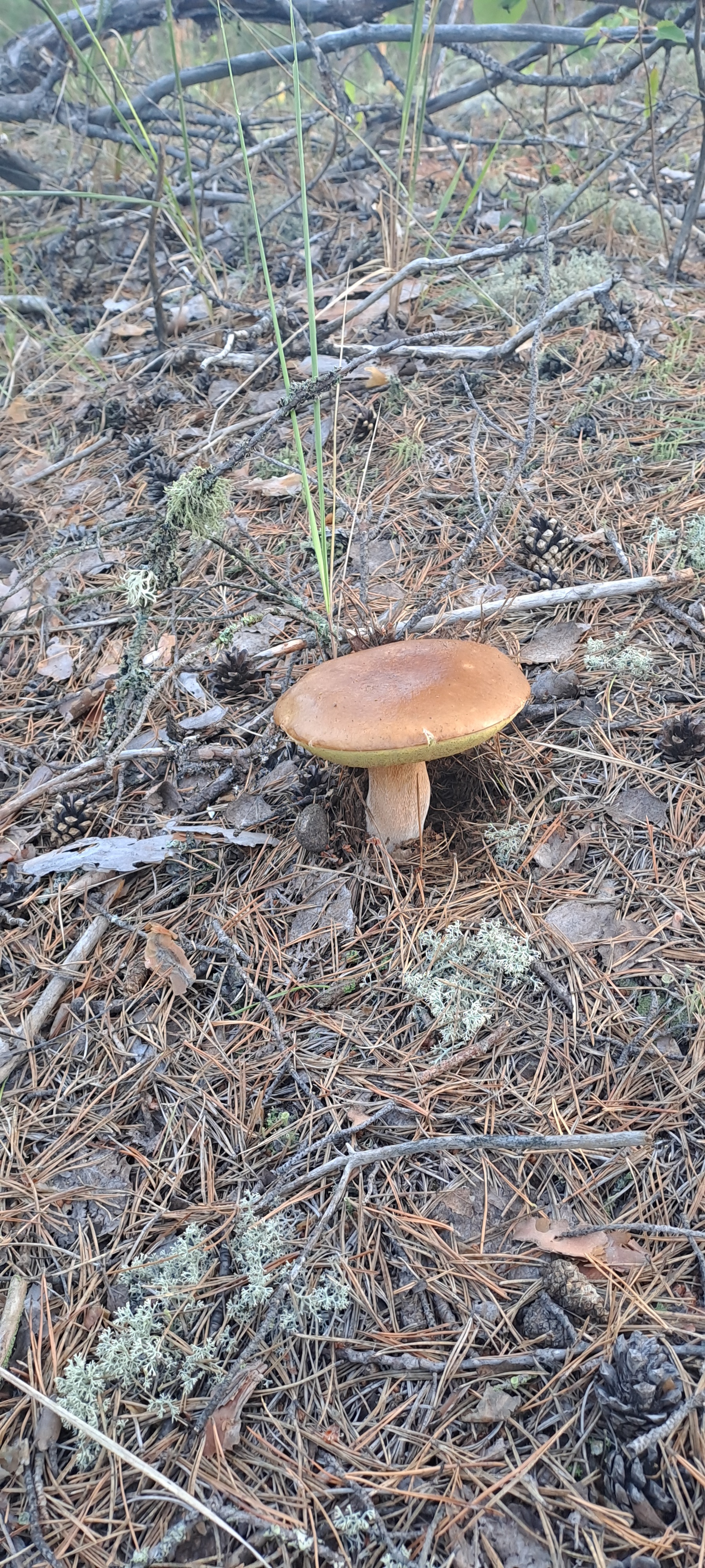 Mushroom time - My, Mushrooms, Forest, Longpost