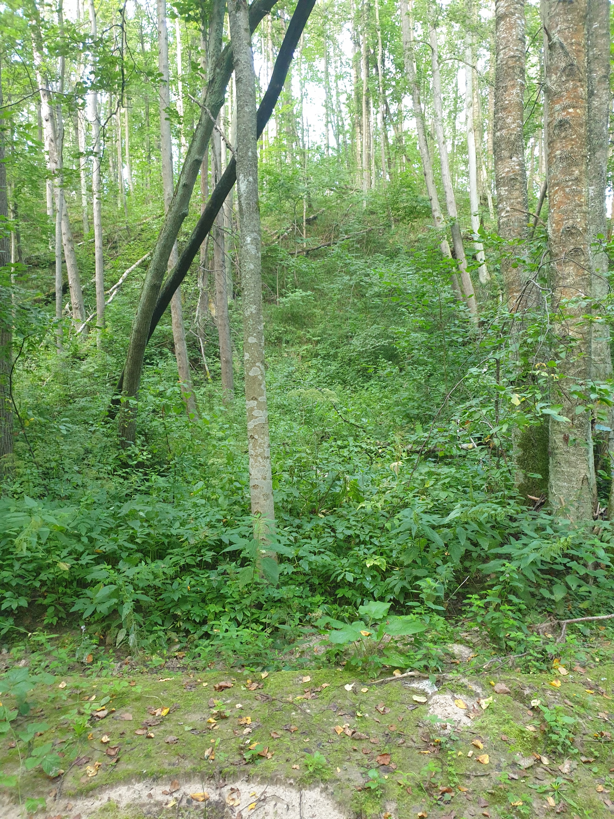 Meanwhile, in the Moscow region... - My, Mushrooms, Moscow region, August, Longpost