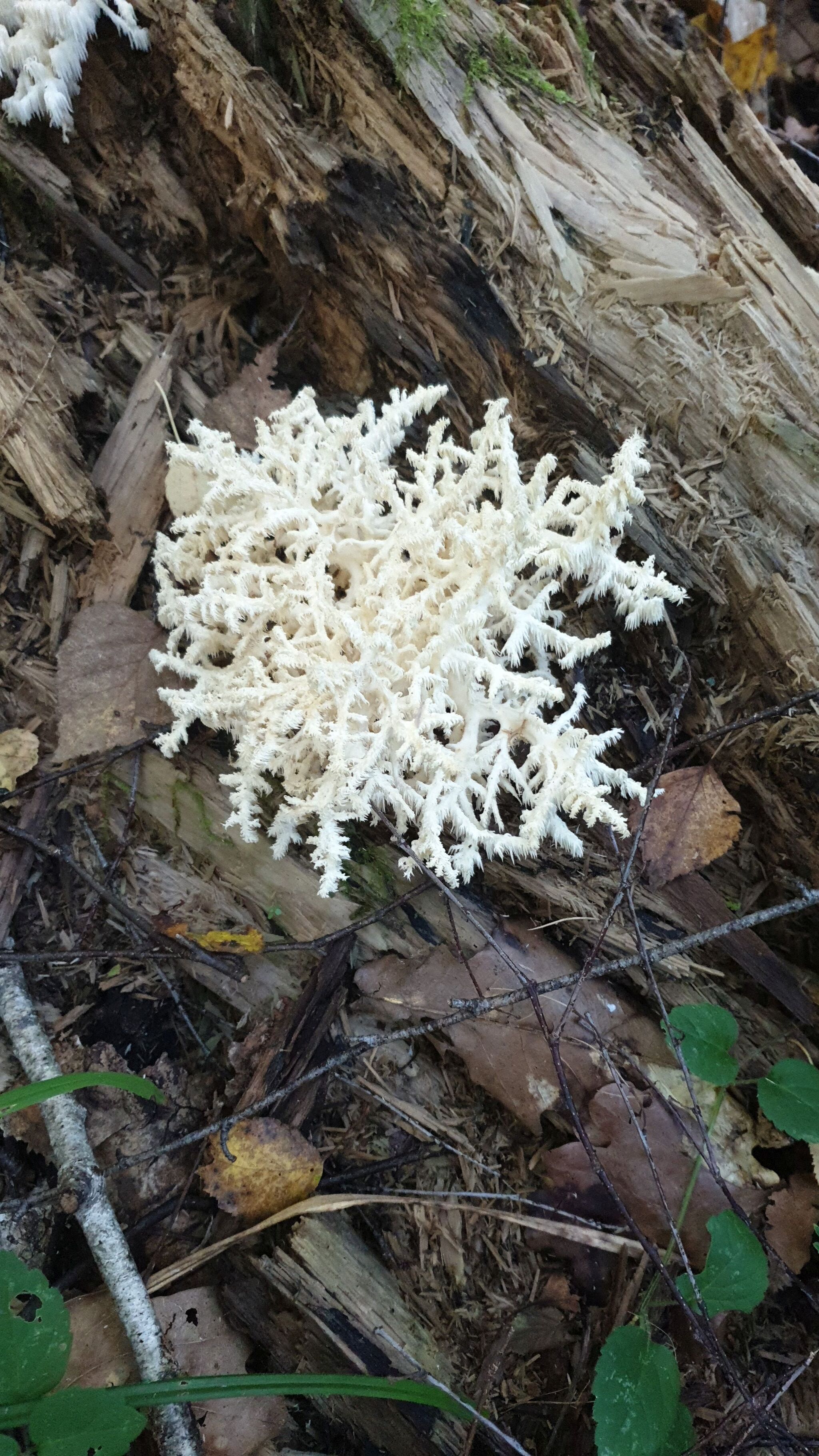 Meanwhile, in the Moscow region... - My, Mushrooms, Moscow region, August, Longpost