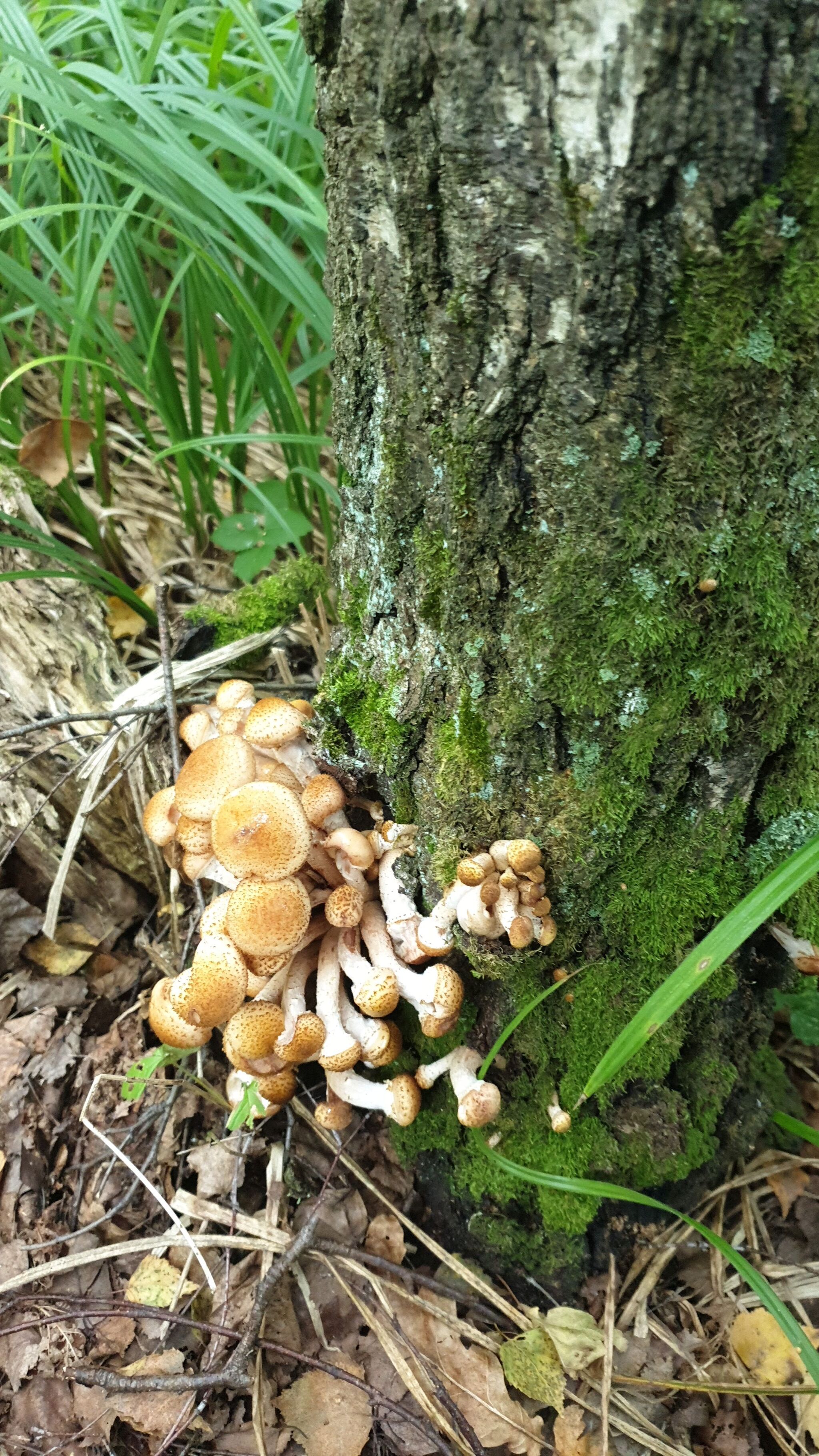 Meanwhile, in the Moscow region... - My, Mushrooms, Moscow region, August, Longpost