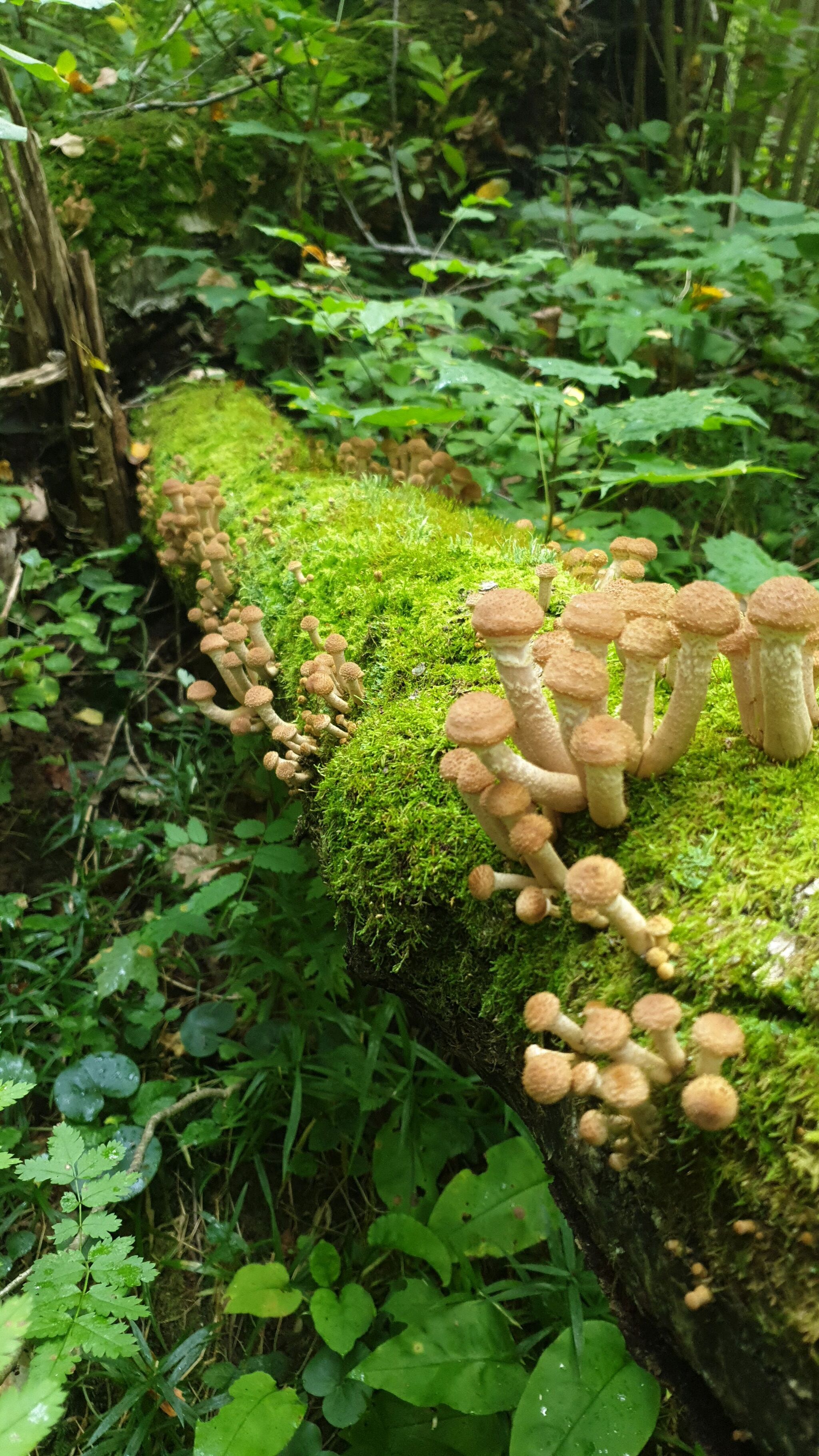 Meanwhile, in the Moscow region... - My, Mushrooms, Moscow region, August, Longpost