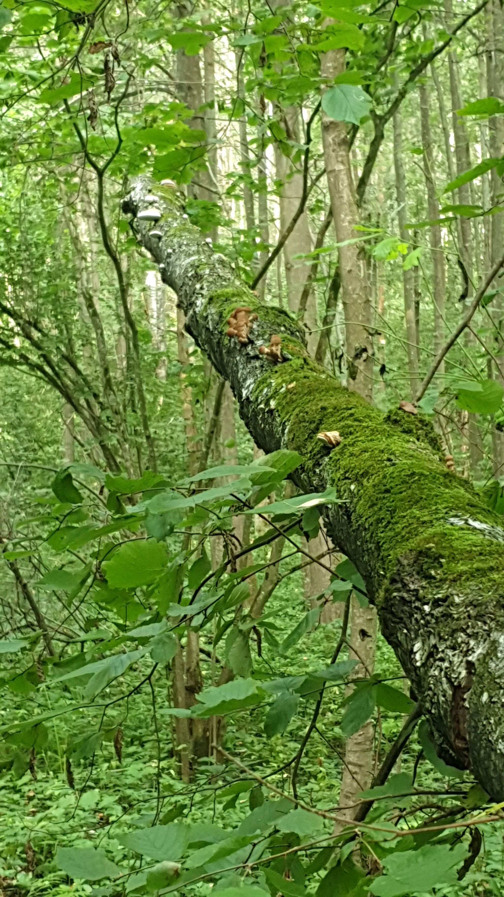 Meanwhile, in the Moscow region... - My, Mushrooms, Moscow region, August, Longpost