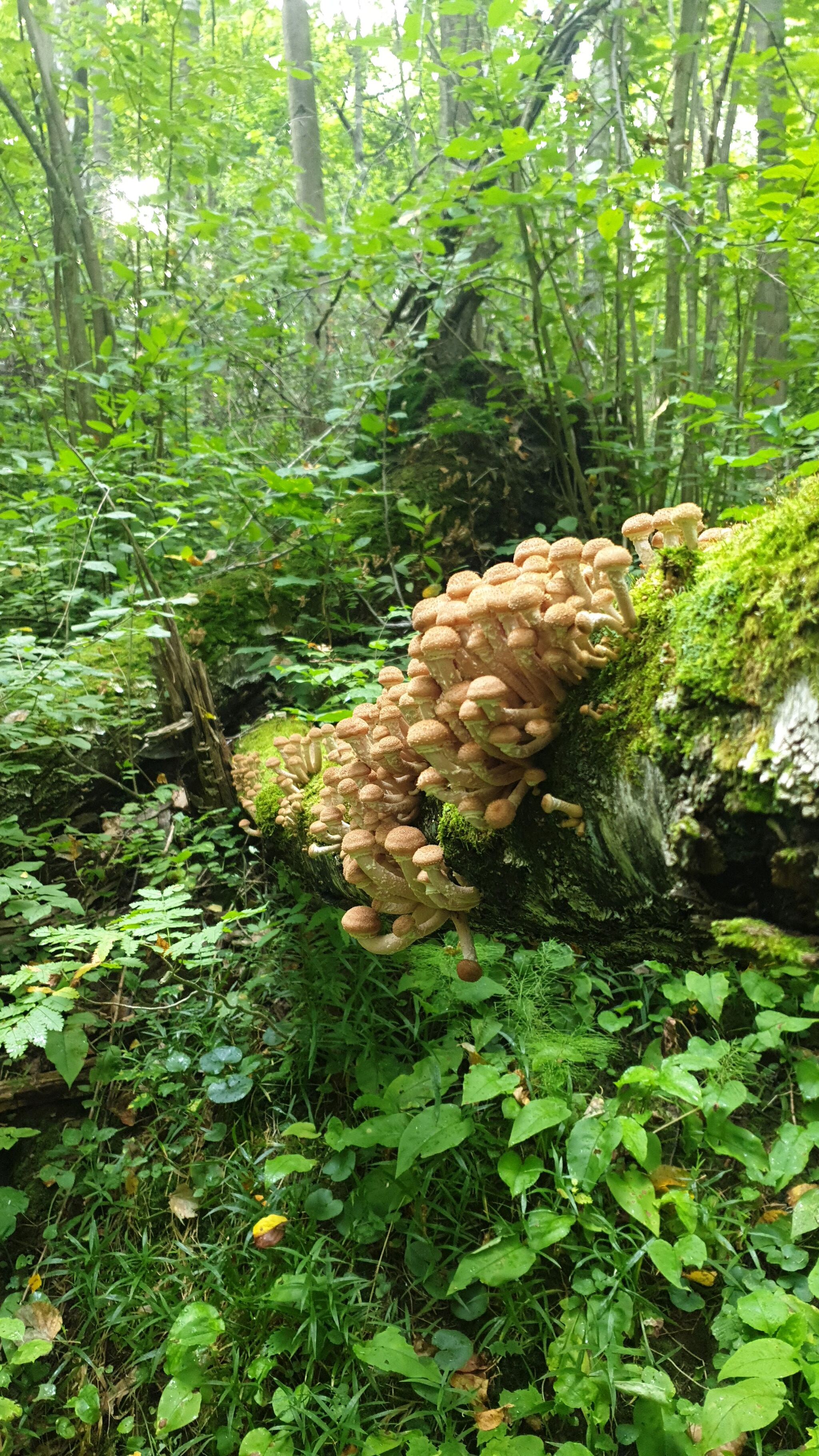 Meanwhile, in the Moscow region... - My, Mushrooms, Moscow region, August, Longpost