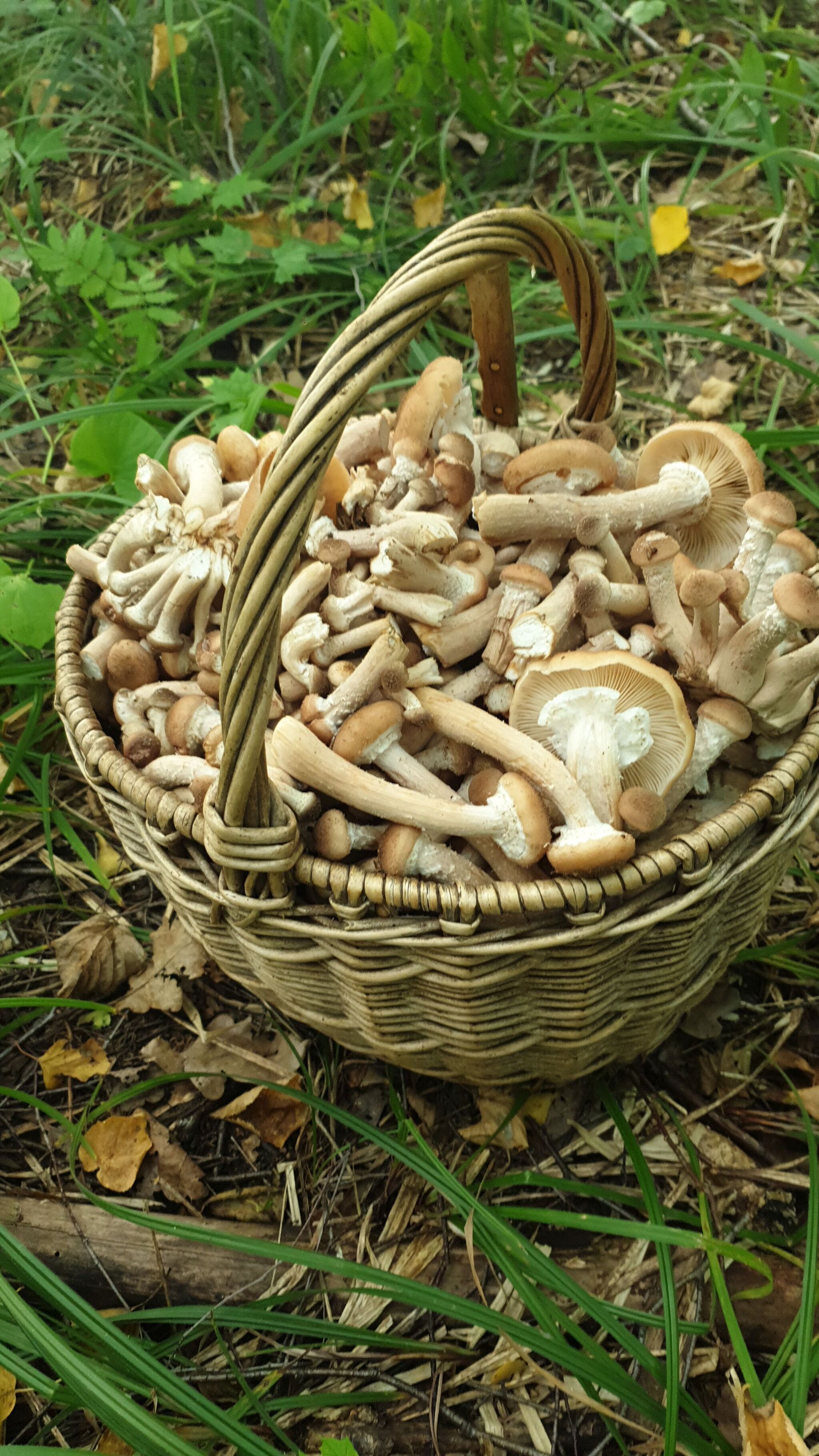 Meanwhile, in the Moscow region... - My, Mushrooms, Moscow region, August, Longpost