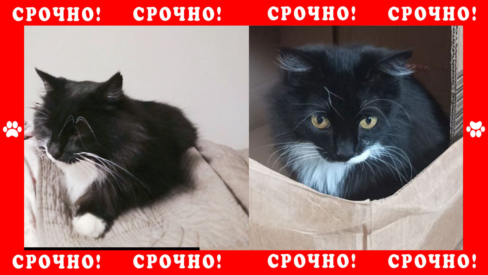 Malye Vyazemy a cat without a breed went missing - Lost, Volunteering, Help me find, Moscow region, Lost cat, Homeless animals, In good hands, Overexposure, Cat lovers, Charity, Veterinary, Shelter, Good league, Missing, Animals, Animal Rescue, The rescue, Kindness, cat