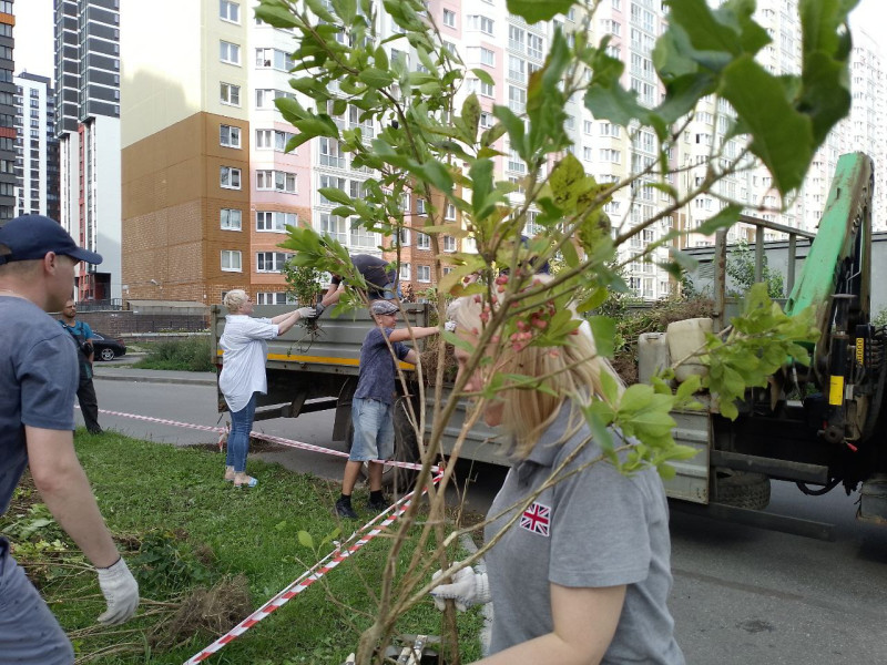 And I wrote on social networks... - My, Saint Petersburg, Landscaping, Longpost