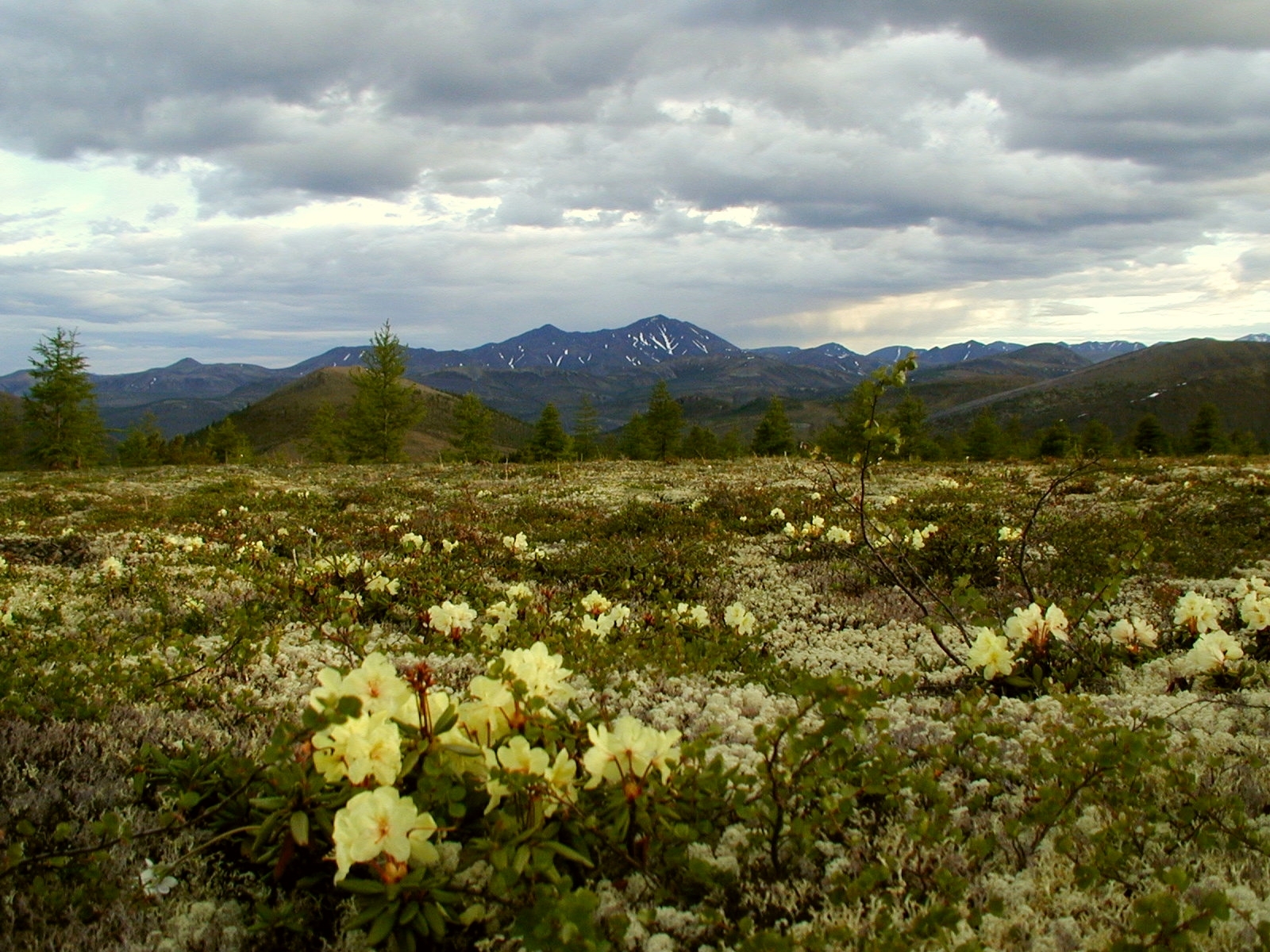 Reply to the post “Rhododendrons at sunset” - Rhododendron, Bloom, wildlife, Plants, Beautiful view, Sunset, The mountains, Landscape, The photo, Reply to post, Magadan Region