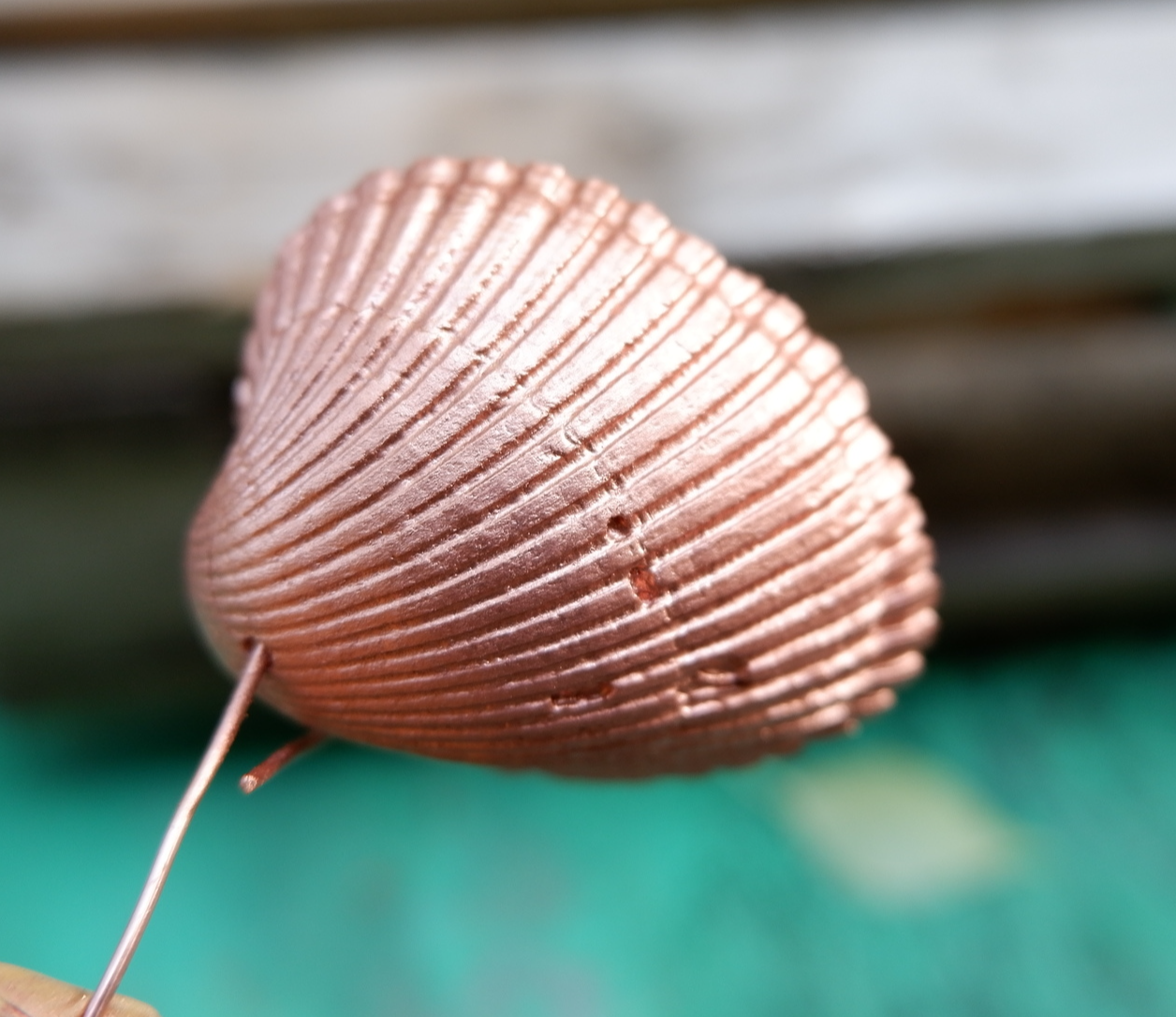 My sparkling shell - My, Chemistry, Galvanoplastics, Seashells, Experiment, Hobby, Copper, Video, Youtube, Longpost