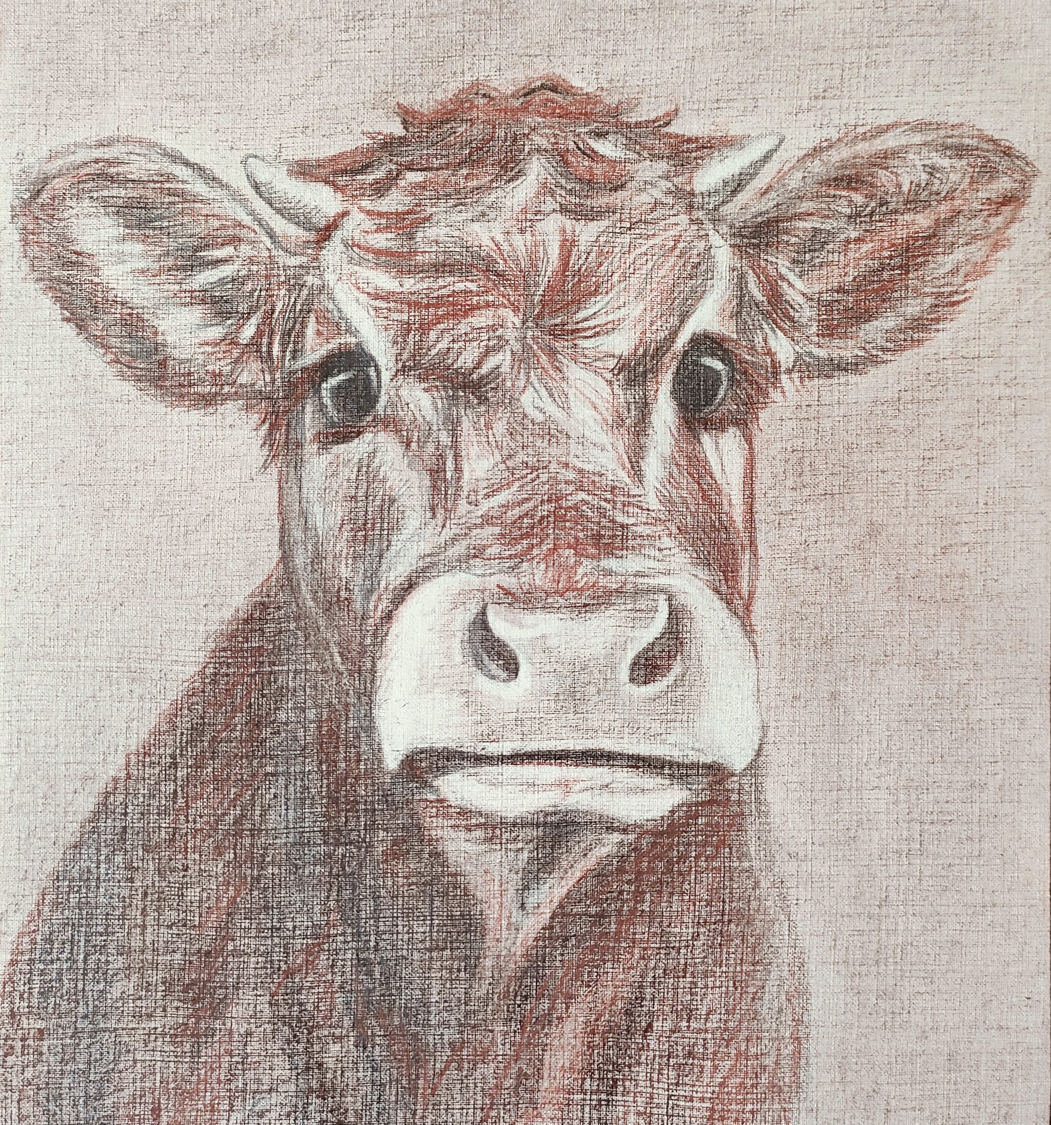 Cow *414 hours out of 10,000 to Master - My, Drawing, Learning to draw, Painting, Pencil drawing, Cow, Beginner artist, Sanguina, Pets